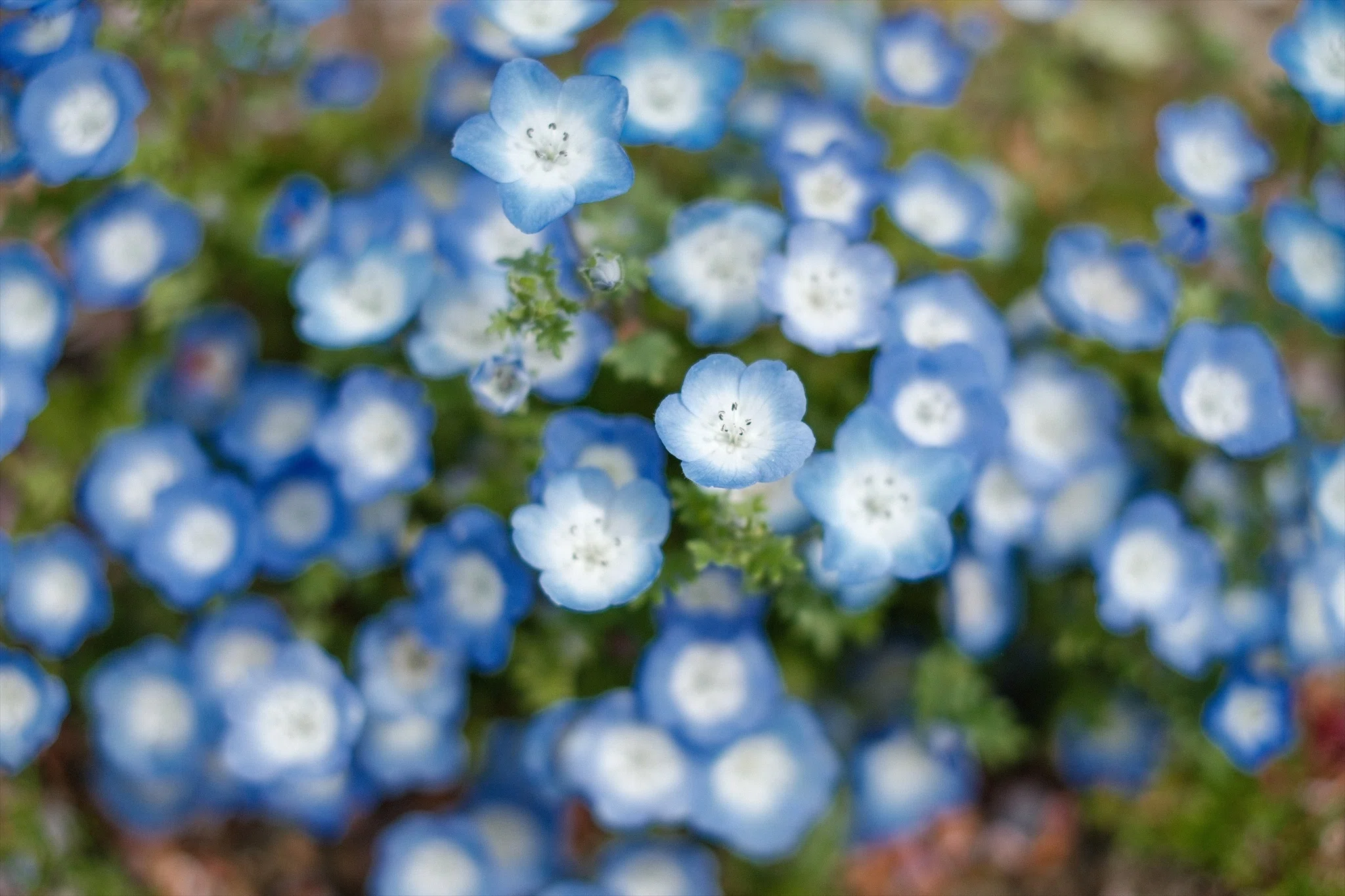 Photographing Nemophila with the X-T30 III | Enjoying Spring Blue