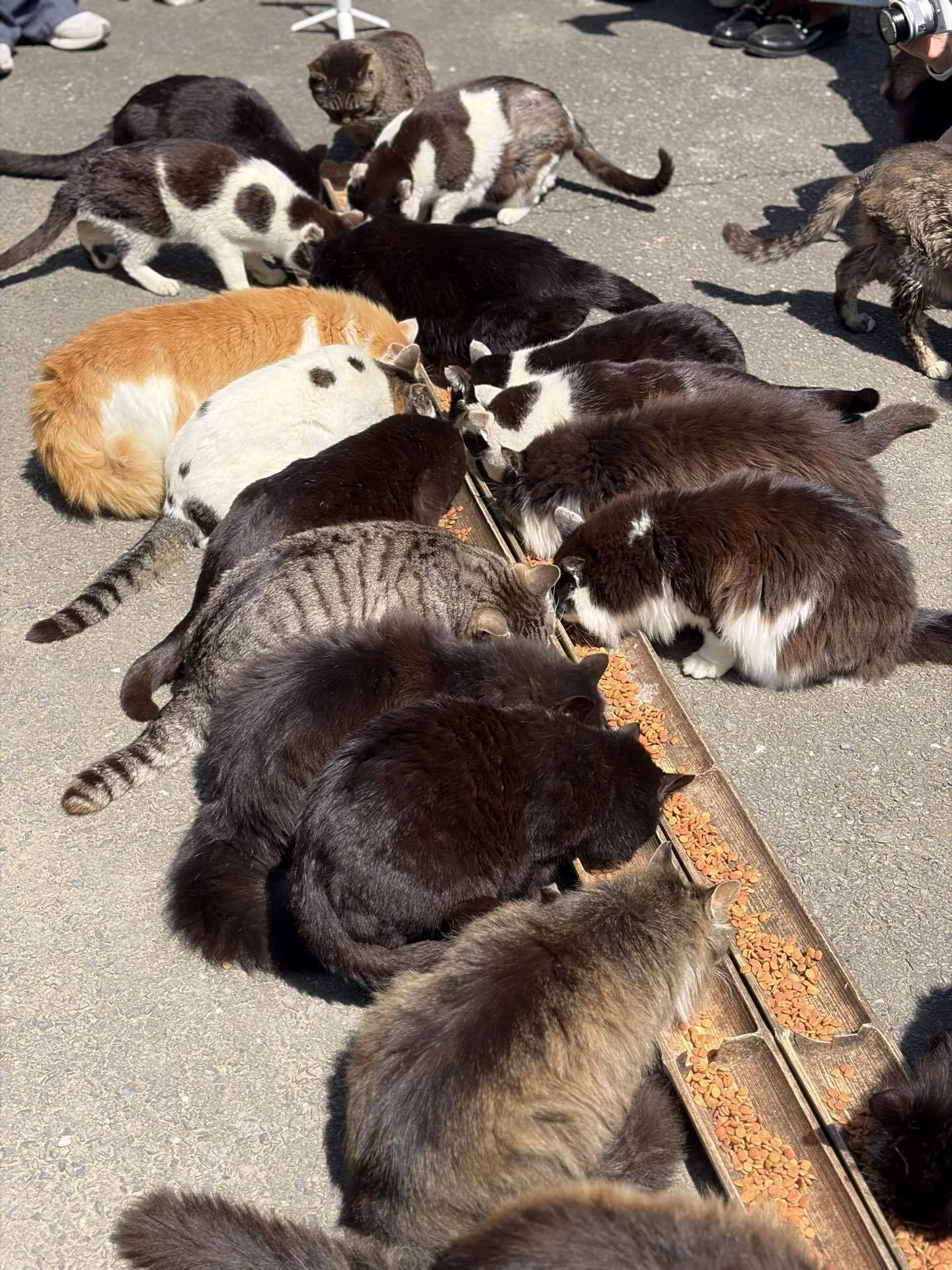 日本一周19日目｜猫の島でねこパラダイス🐈｜ななまるキャンプ