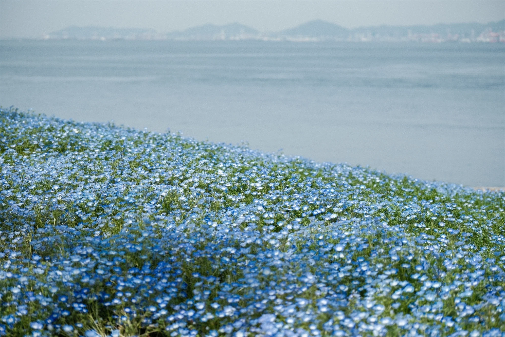 Photographing Nemophila with the X-T30 III | Enjoying Spring Blue