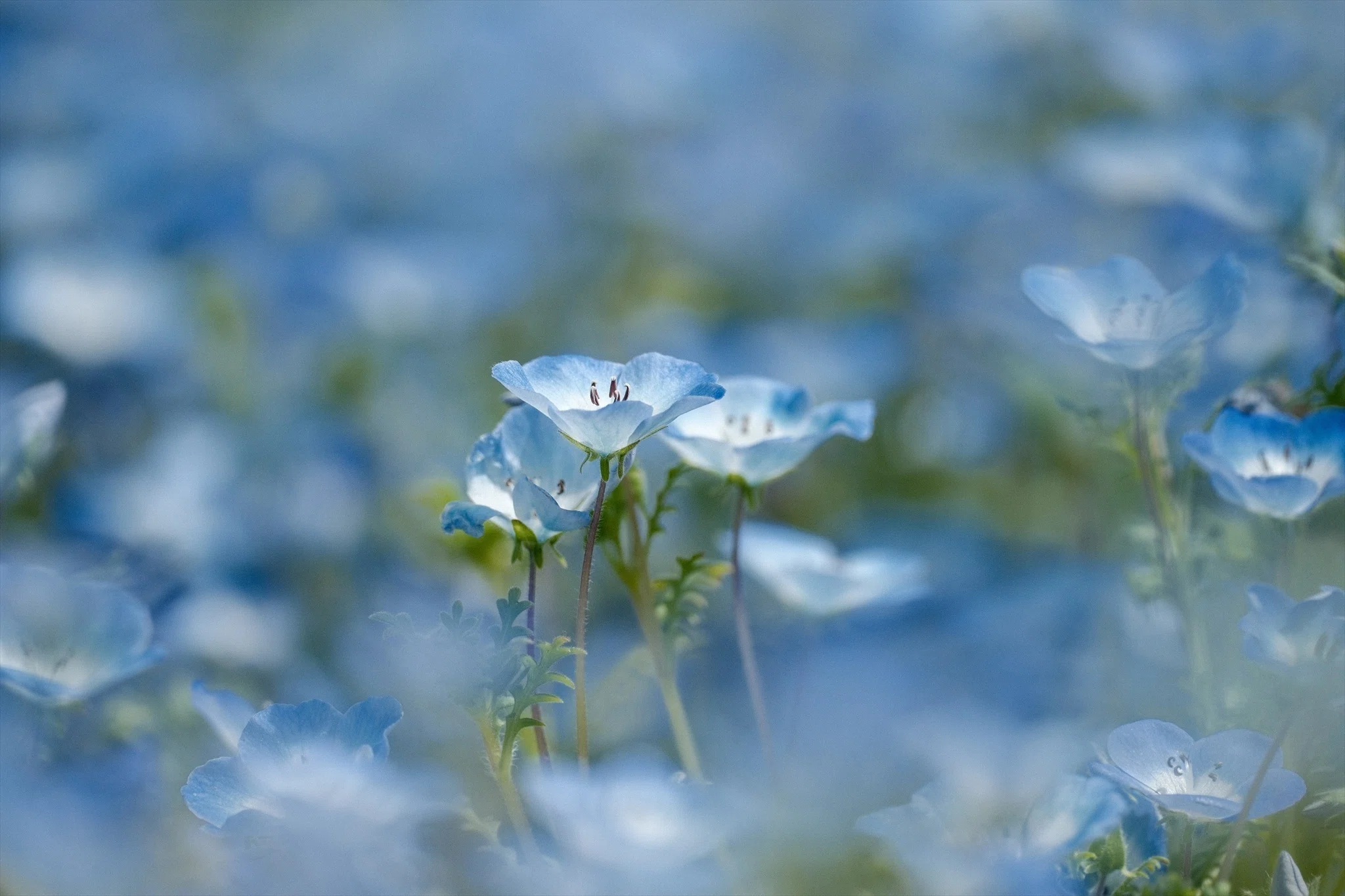 Photographing Nemophila with the X-T30 III | Enjoying Spring Blue