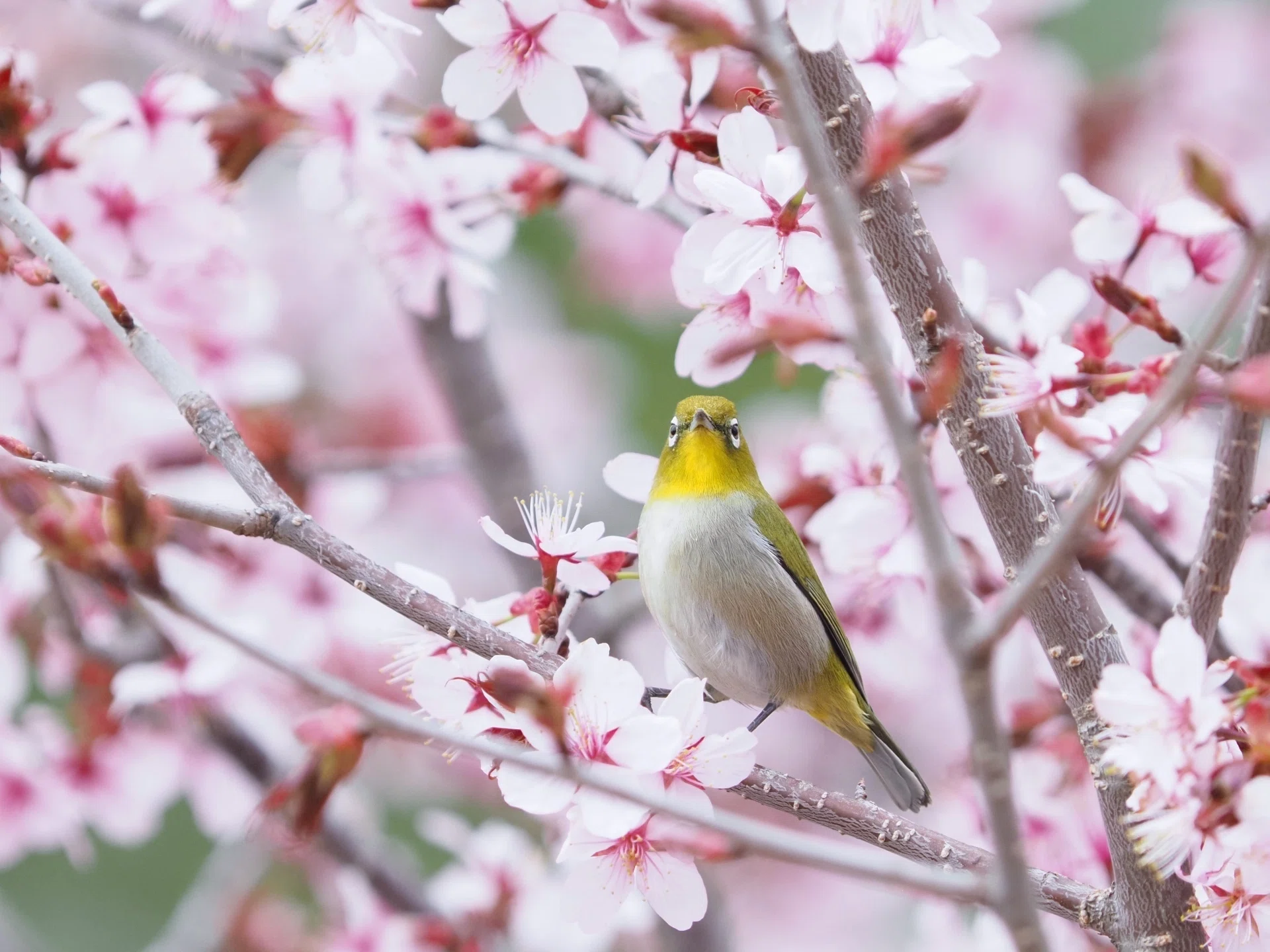 桜と野鳥を撮りたい｜大塚敏之｜星野リゾート