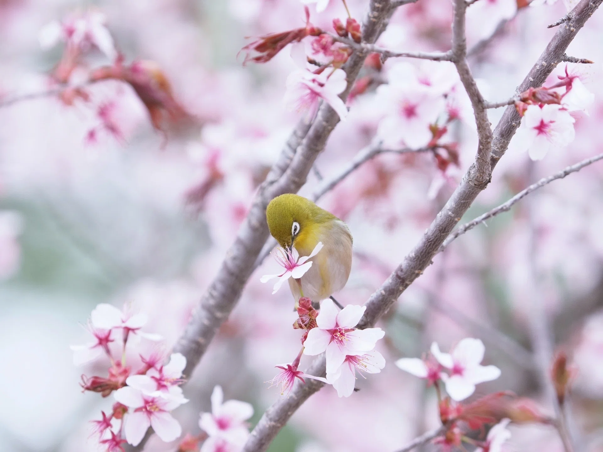 桜と野鳥を撮りたい｜大塚敏之｜星野リゾート