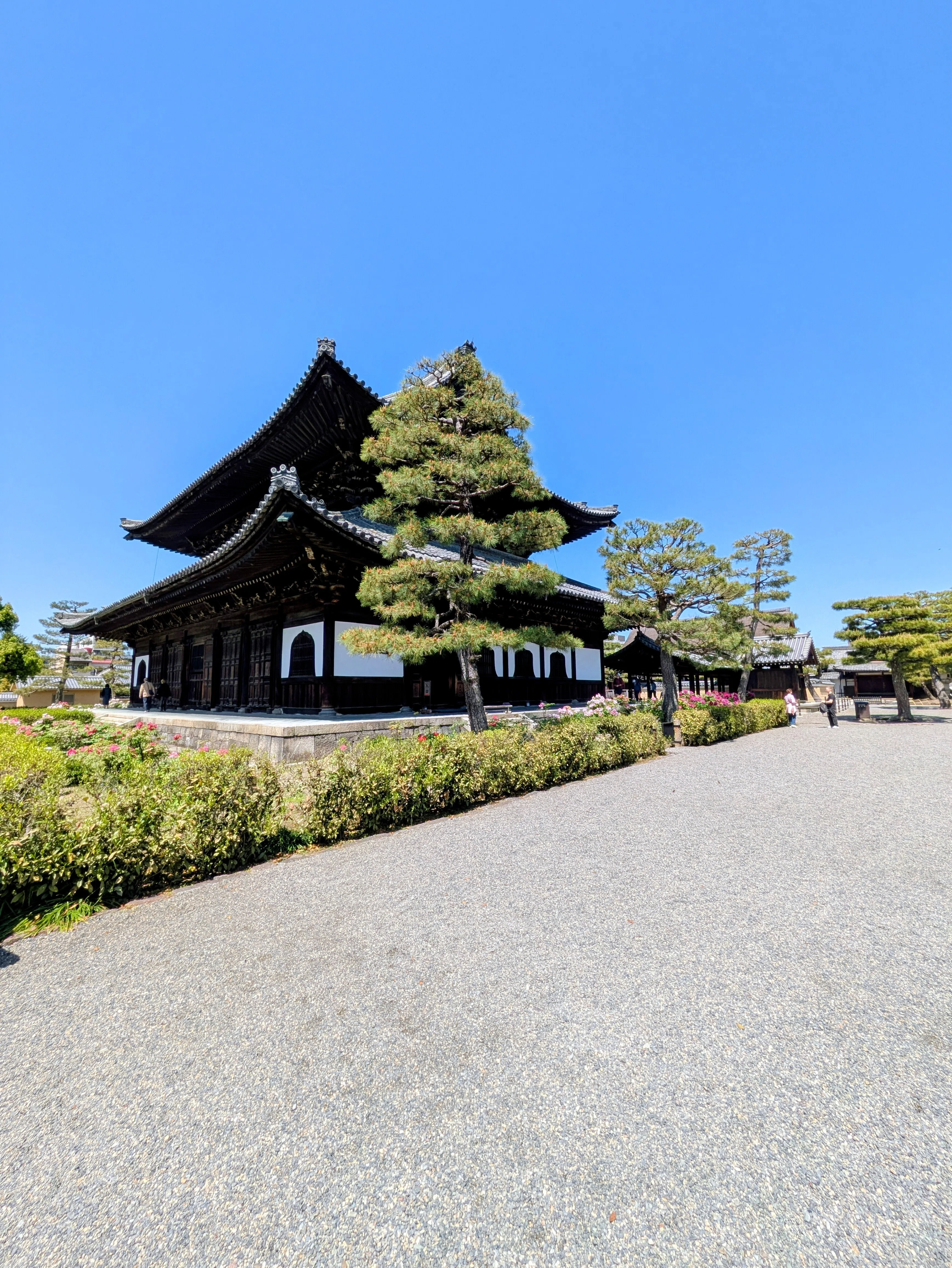 京都ぶらり】2026年 臨済宗大本山建仁寺の牡丹が満開に！｜京都ぶらり