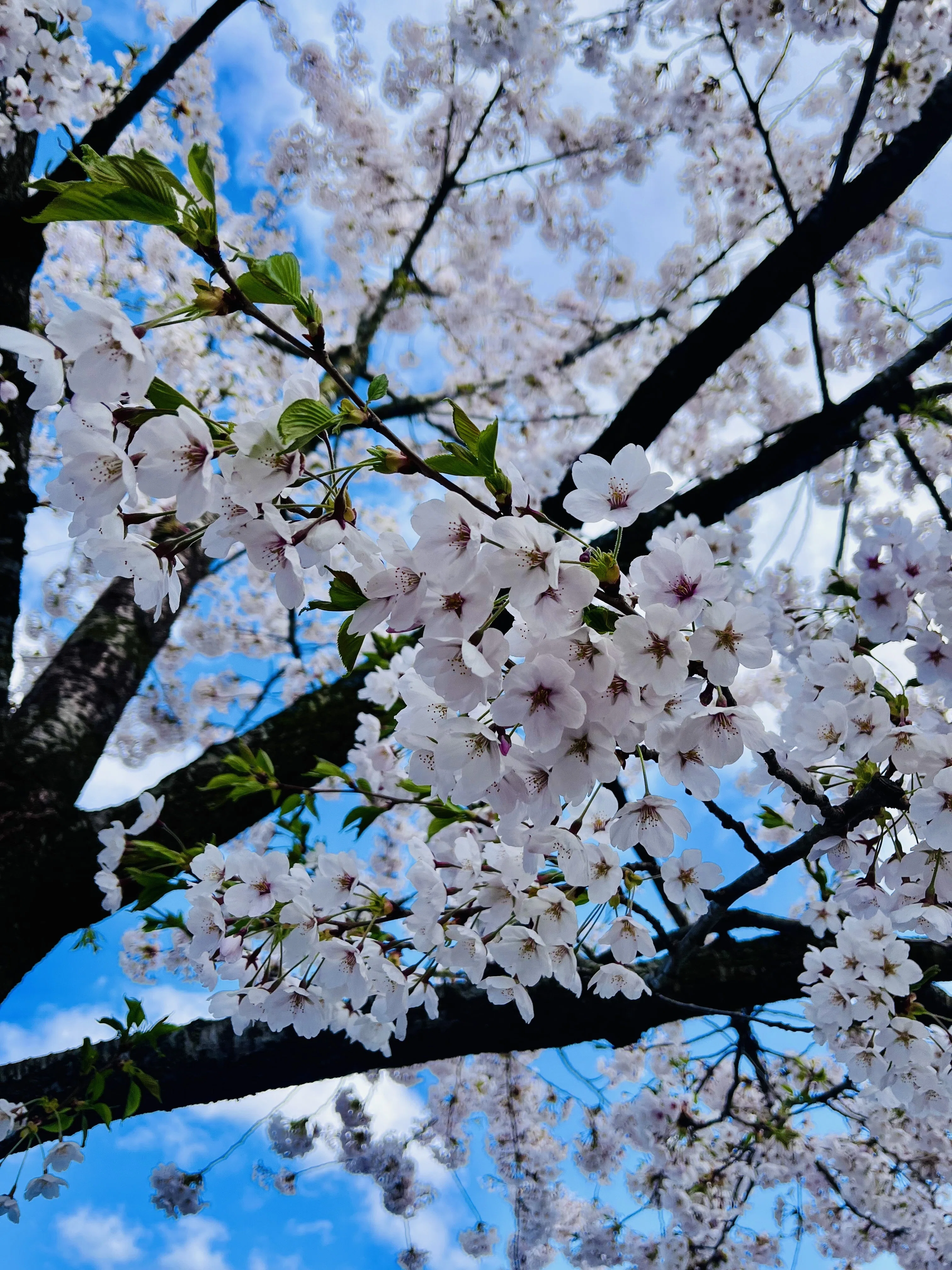 お花見 2024お花見特集】満開の桜を楽しもう！貸し切りお花見サイトやBBQも