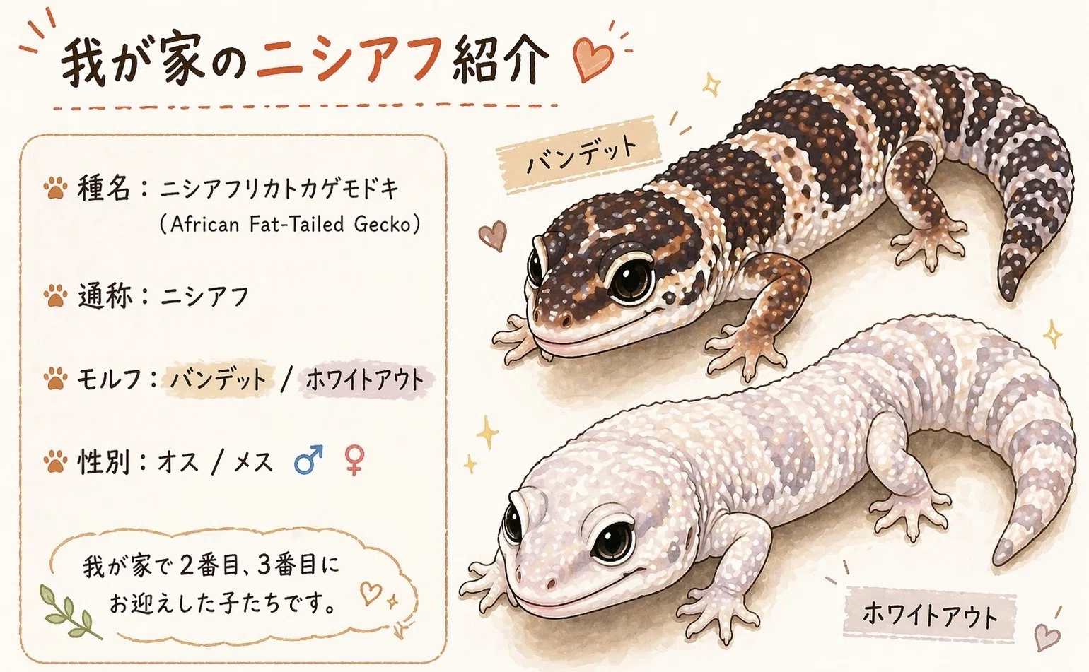 No.2 我が家の飼育生体紹介 「ニシアフリカトカゲモドキ」｜マキ爬虫類