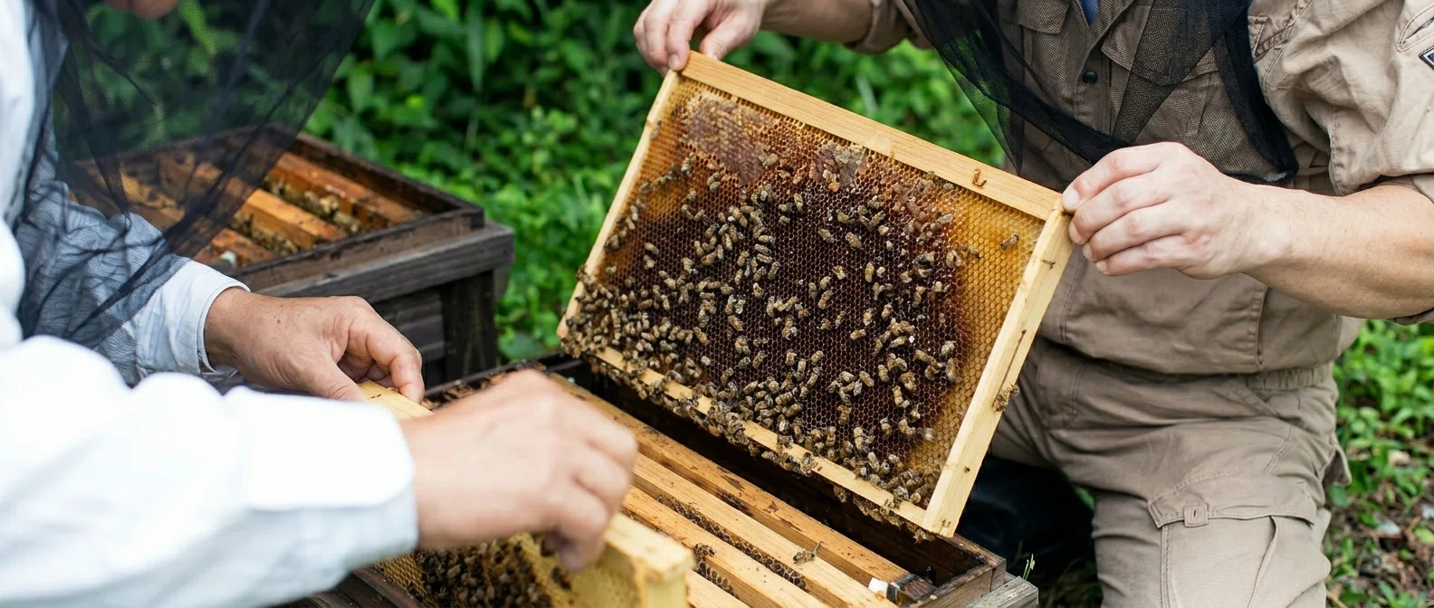 Why Beekeepers Insist on a 'Sugar Content of 78 Degrees'｜かの蜂