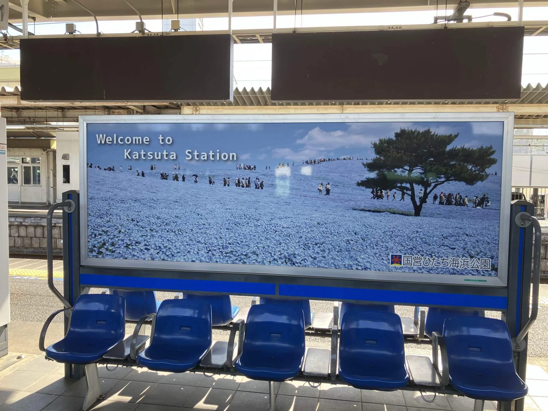 ひま★　他の方はご遠慮ください サクラの次は、ネモフィラのシーズン！ 茨城県「ひたち海浜公園」 の