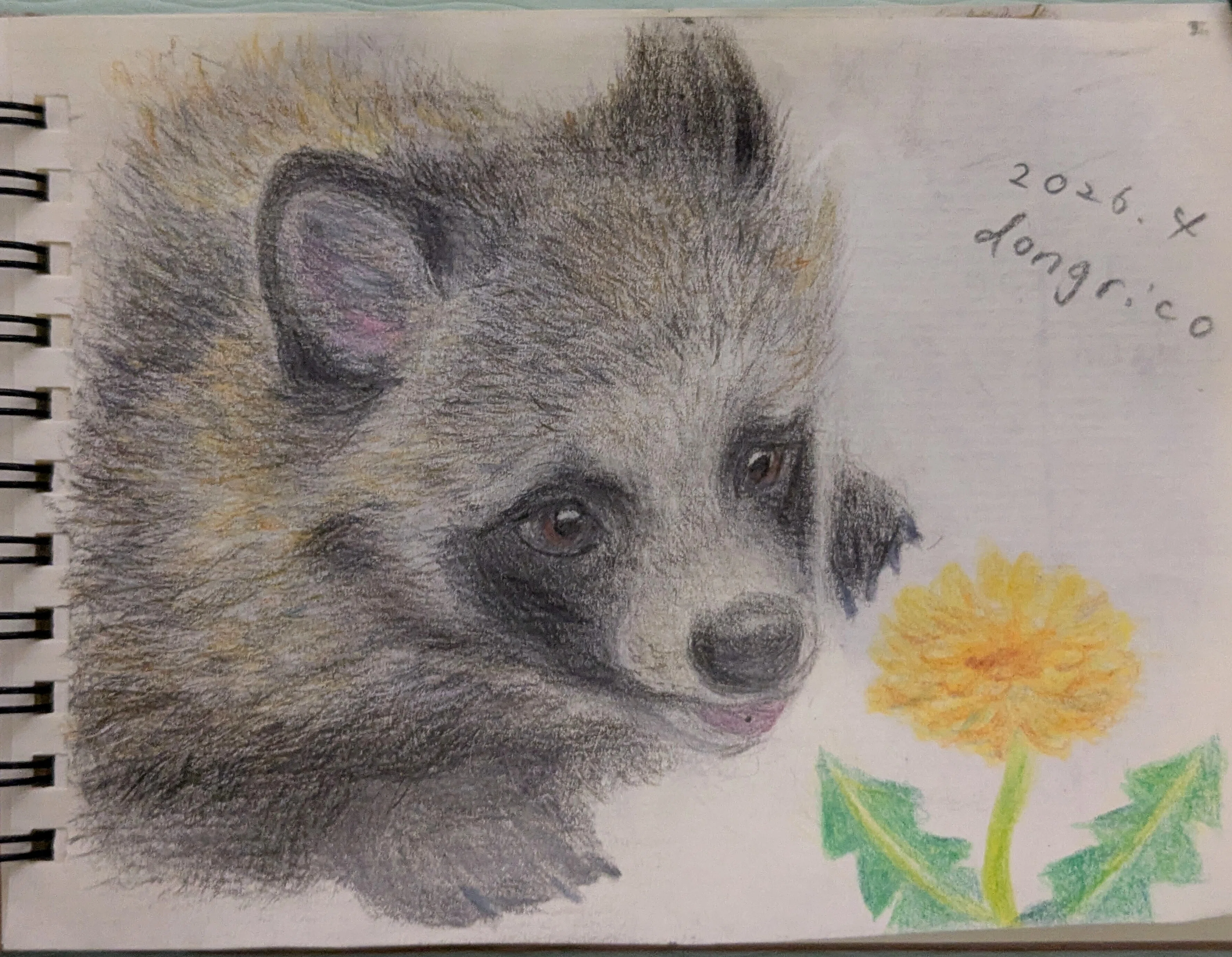 Tanuki Picture Diary: 