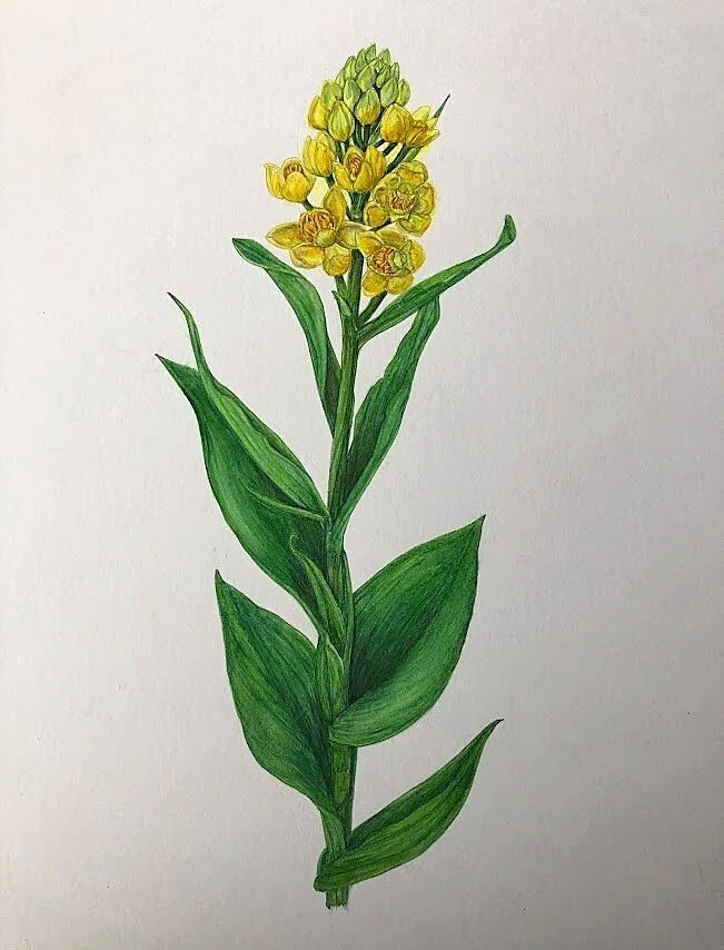 植物画・ボタニカルアート】キンランは明るい光をまとっている｜かりあ
