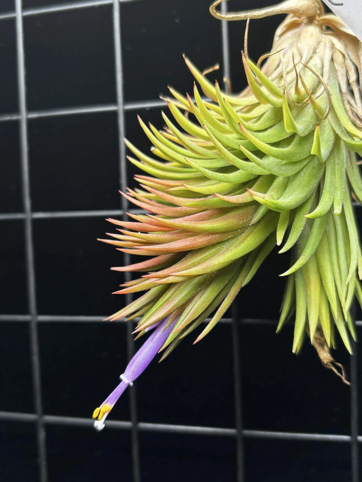 ionantha'Monkey Tail' from 東南アジア｜sioncolorwheel
