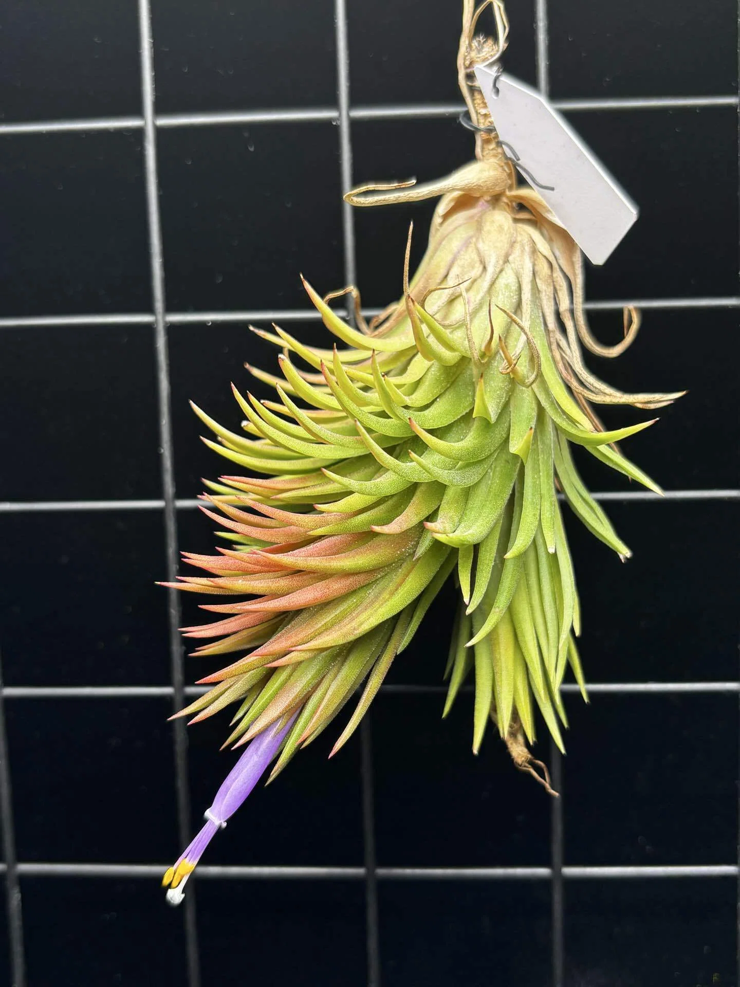 ionantha'Monkey Tail' from 東南アジア｜sioncolorwheel