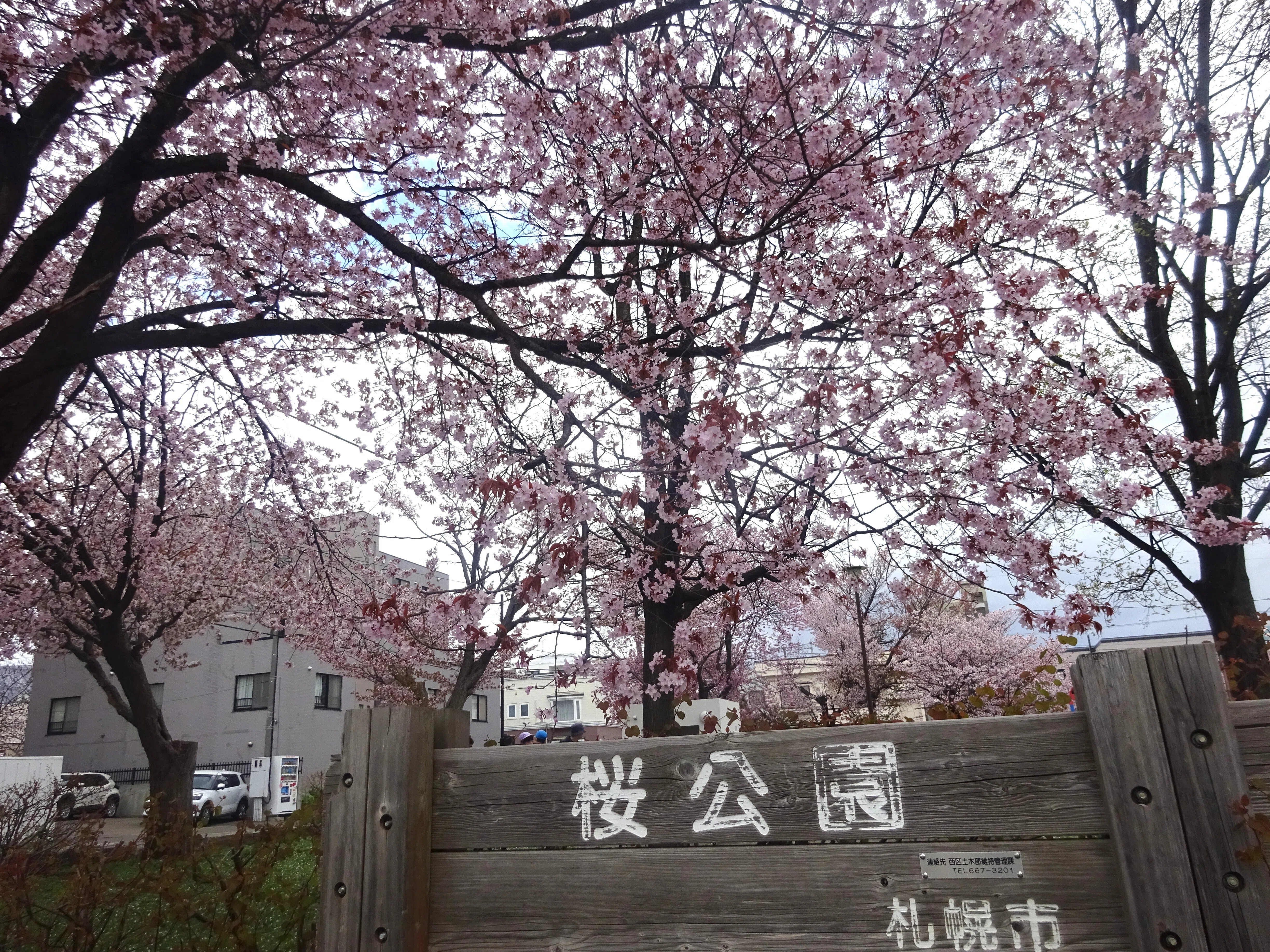 北海道さっぽろ観光案内所：桜だより 地下鉄東西線で行ける桜巡り 西区
