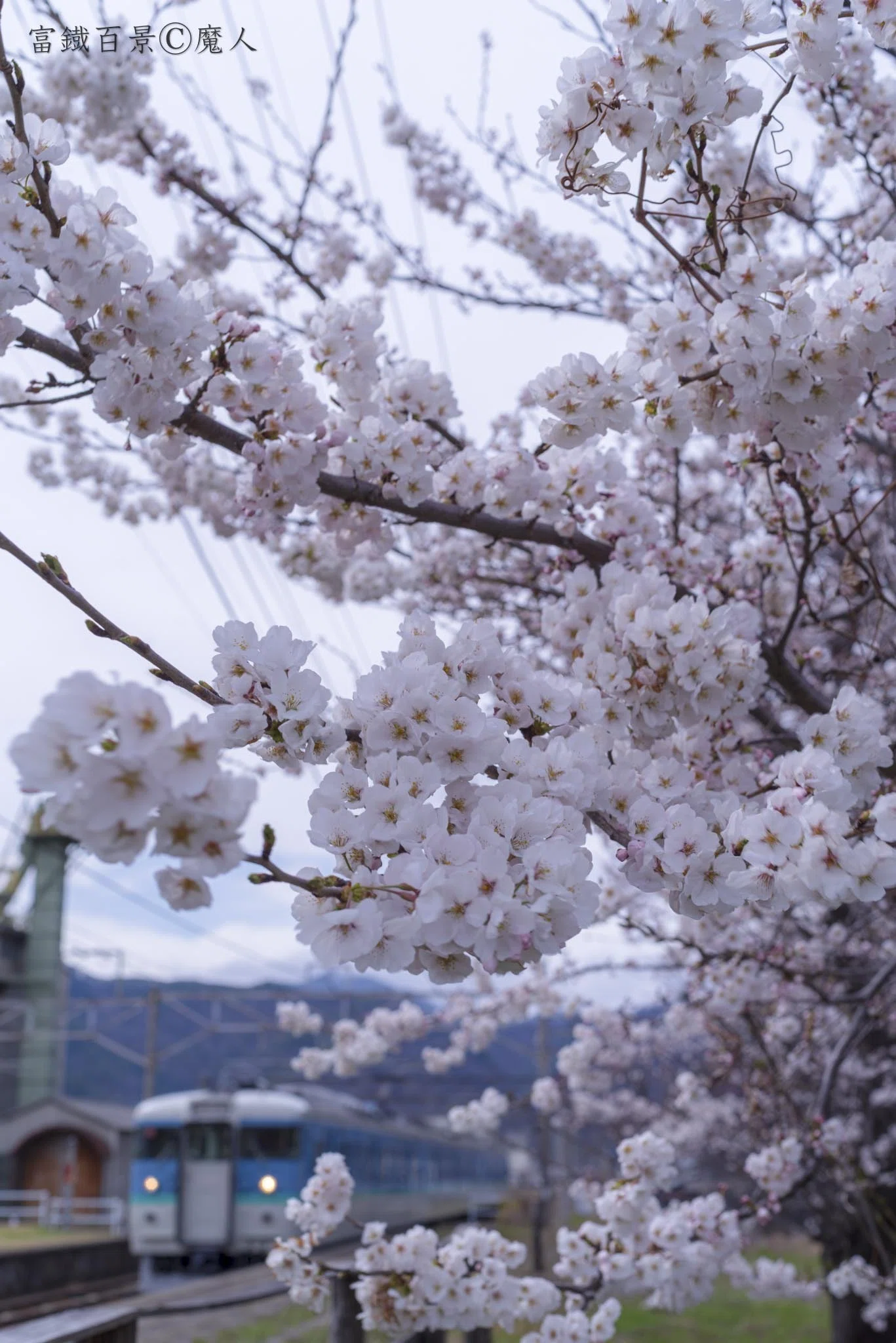 2026年の桜｜富鐡百景