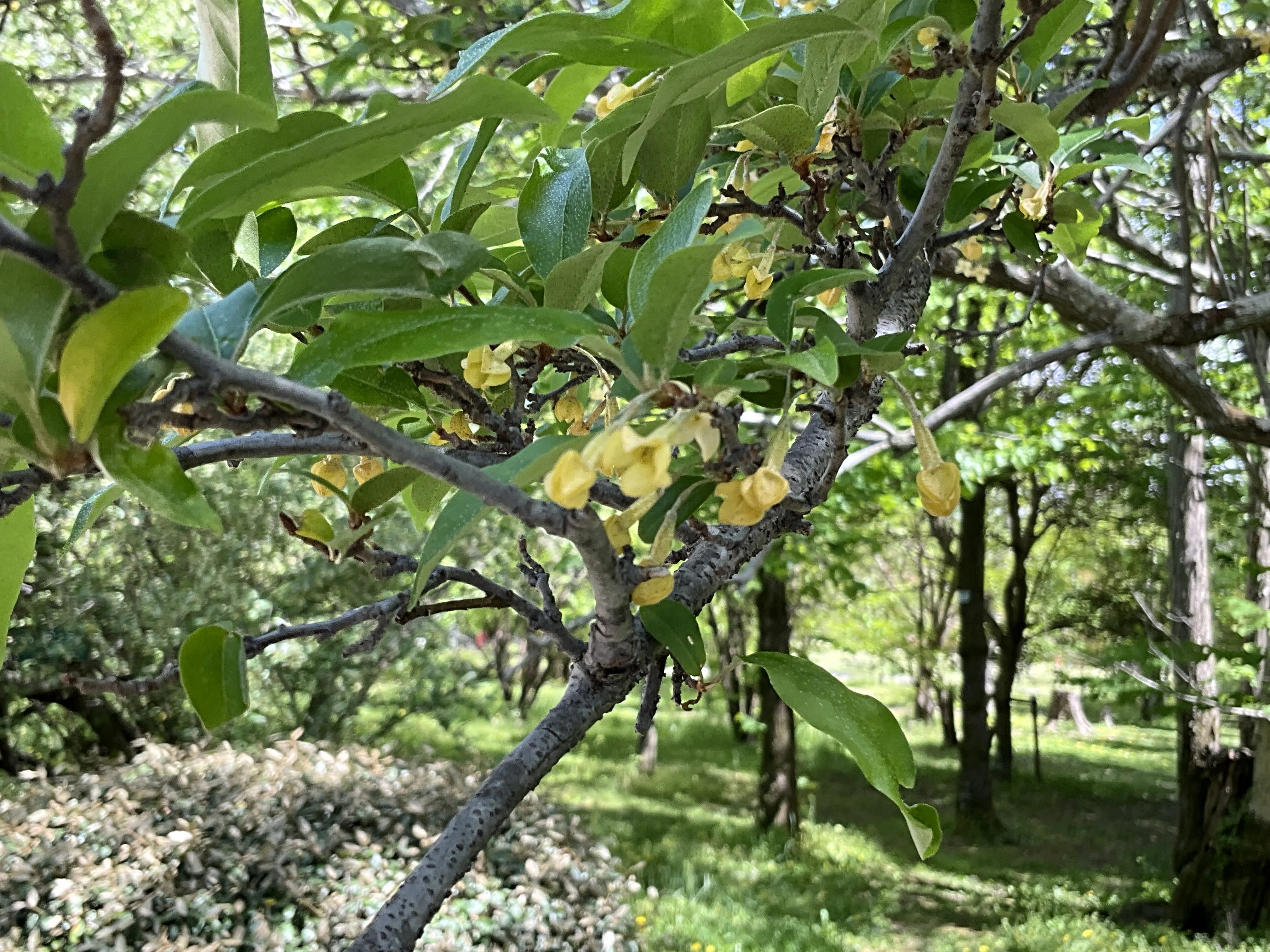 ナツグミ（京都府立植物園）No.95：2026年4月27日（月）｜藤井秀昭