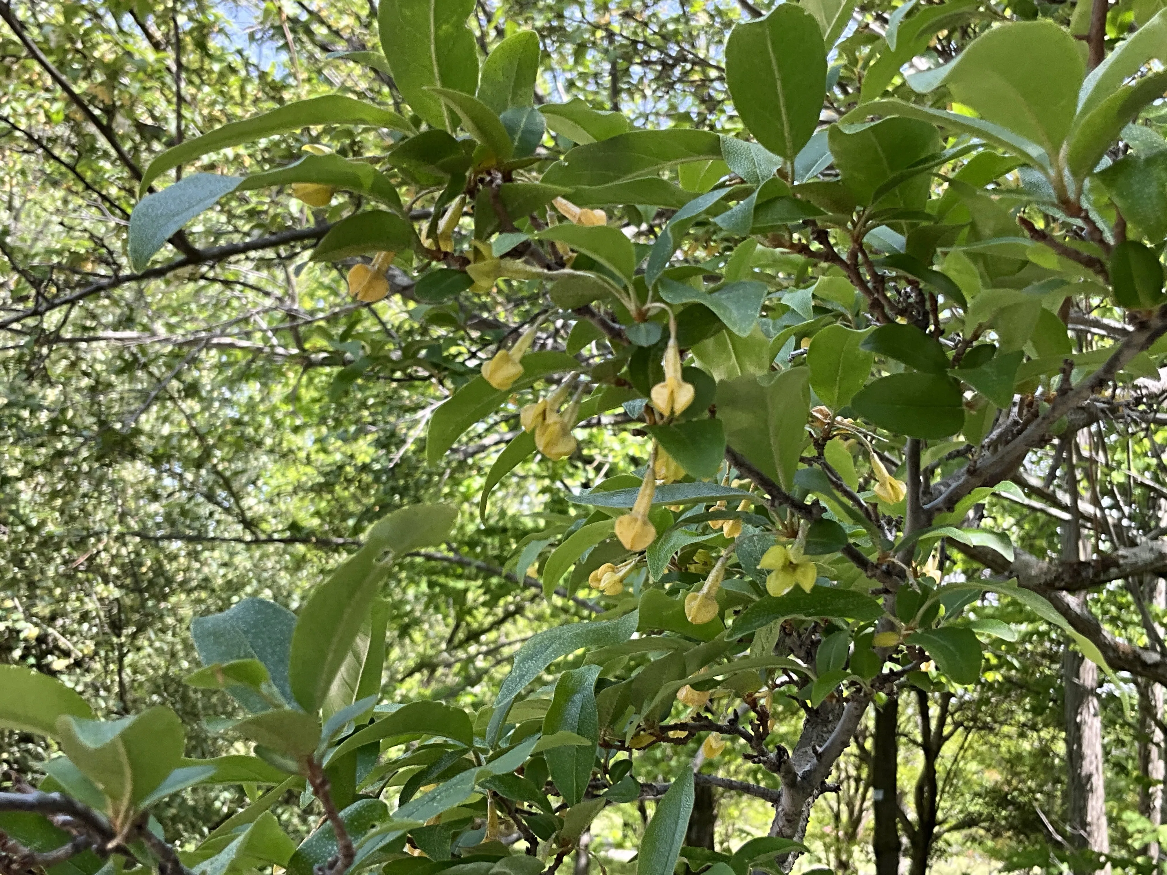 ナツグミ（京都府立植物園）No.95：2026年4月27日（月）｜藤井秀昭