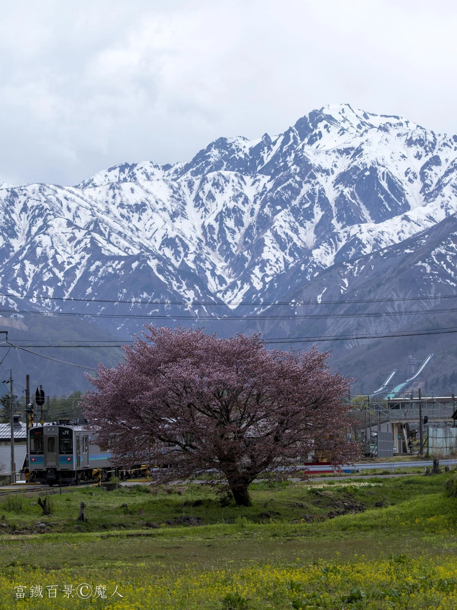 2026年の桜｜富鐡百景
