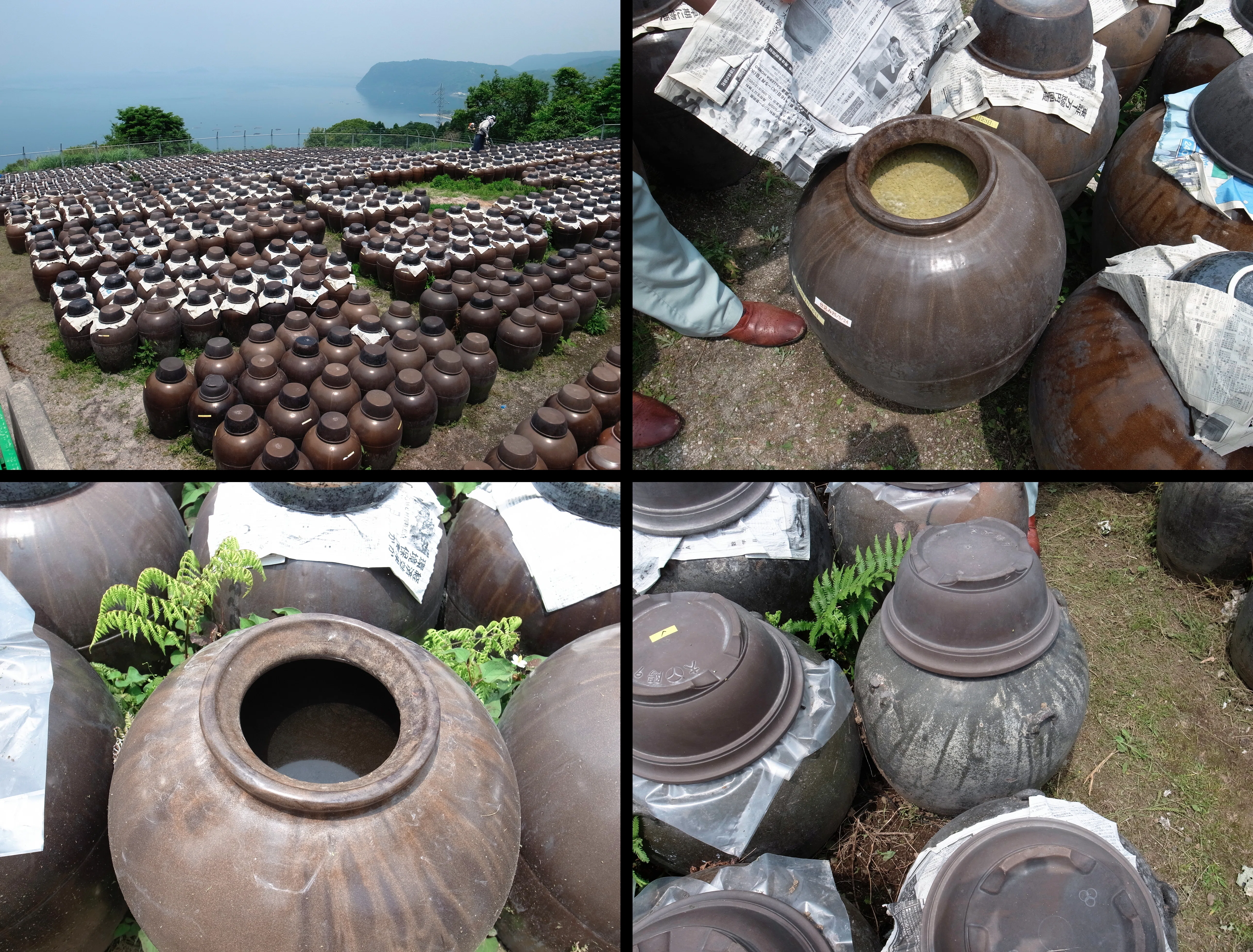 201306030810 鹿児島の黒酢畑｜雑記草（ざっきそう）