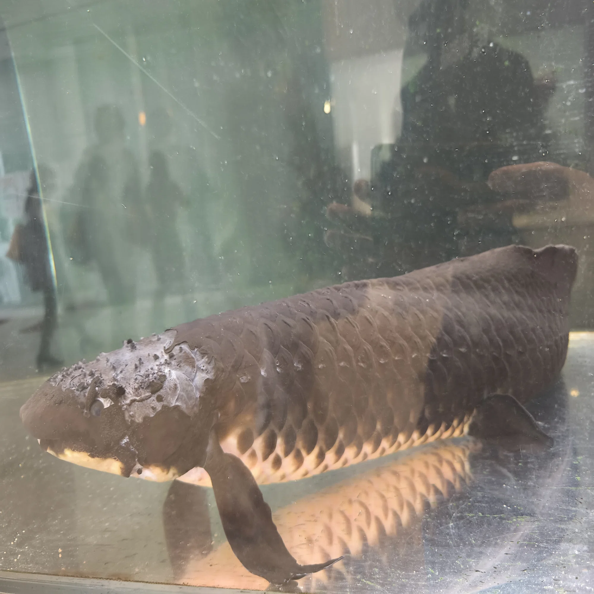 魚なのに肺呼吸！ハイギョの世界?｜北里アクアリウムラボ