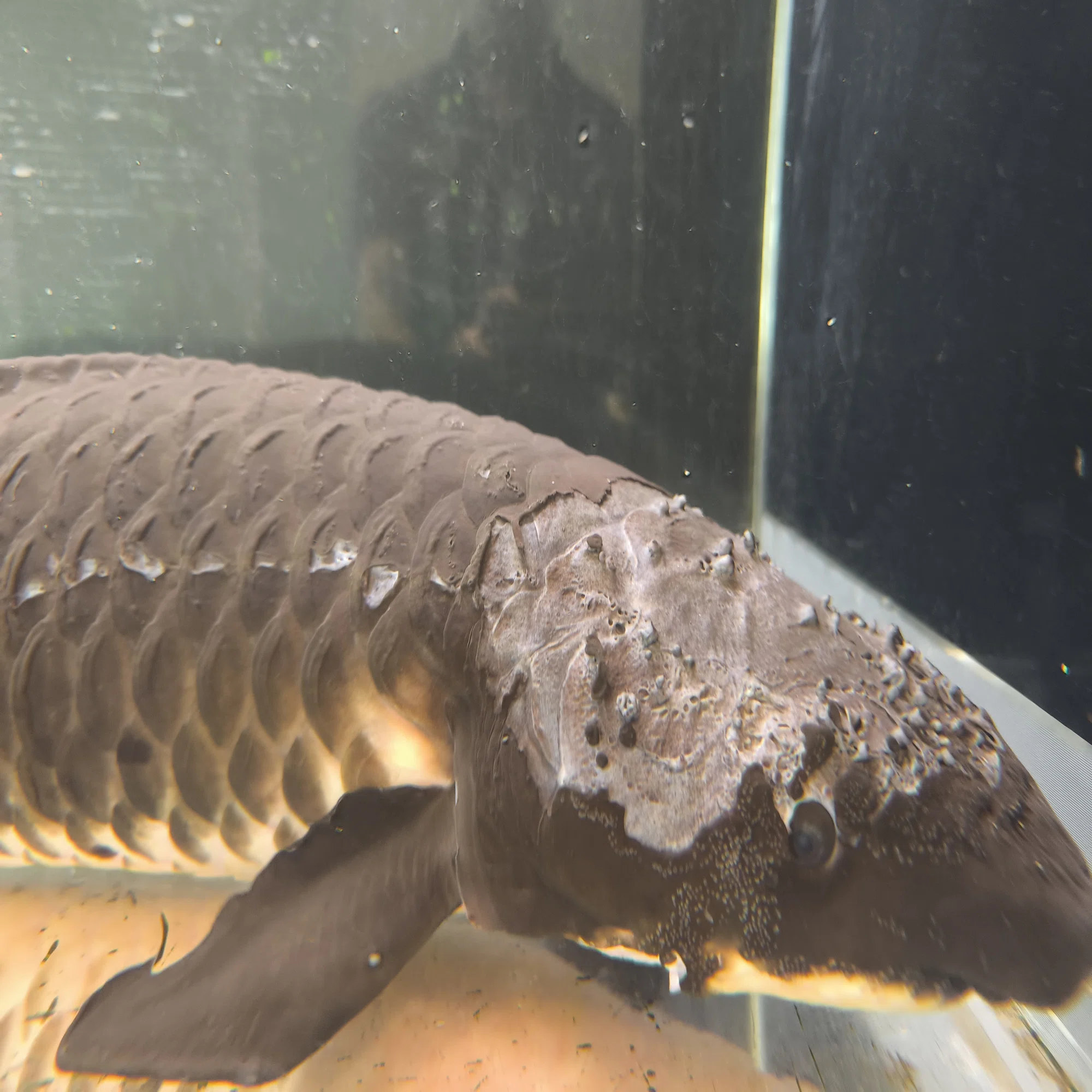 魚なのに肺呼吸！ハイギョの世界?｜北里アクアリウムラボ