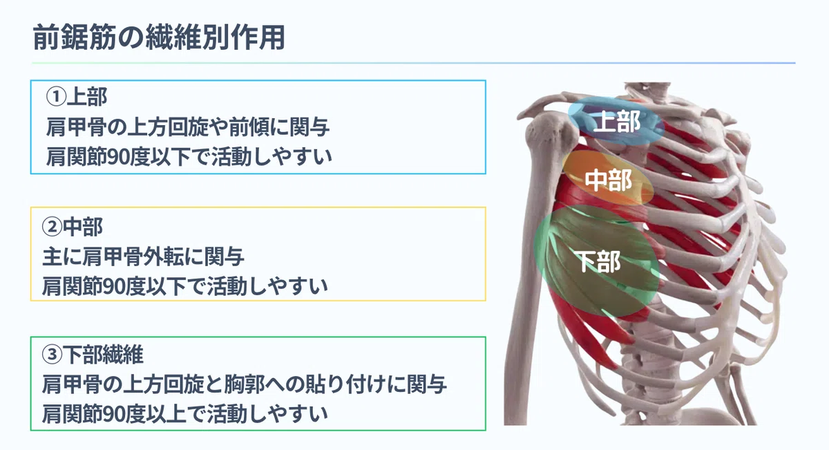 前鋸筋に迷ったら読むべき6原則|Nピラティス ながい