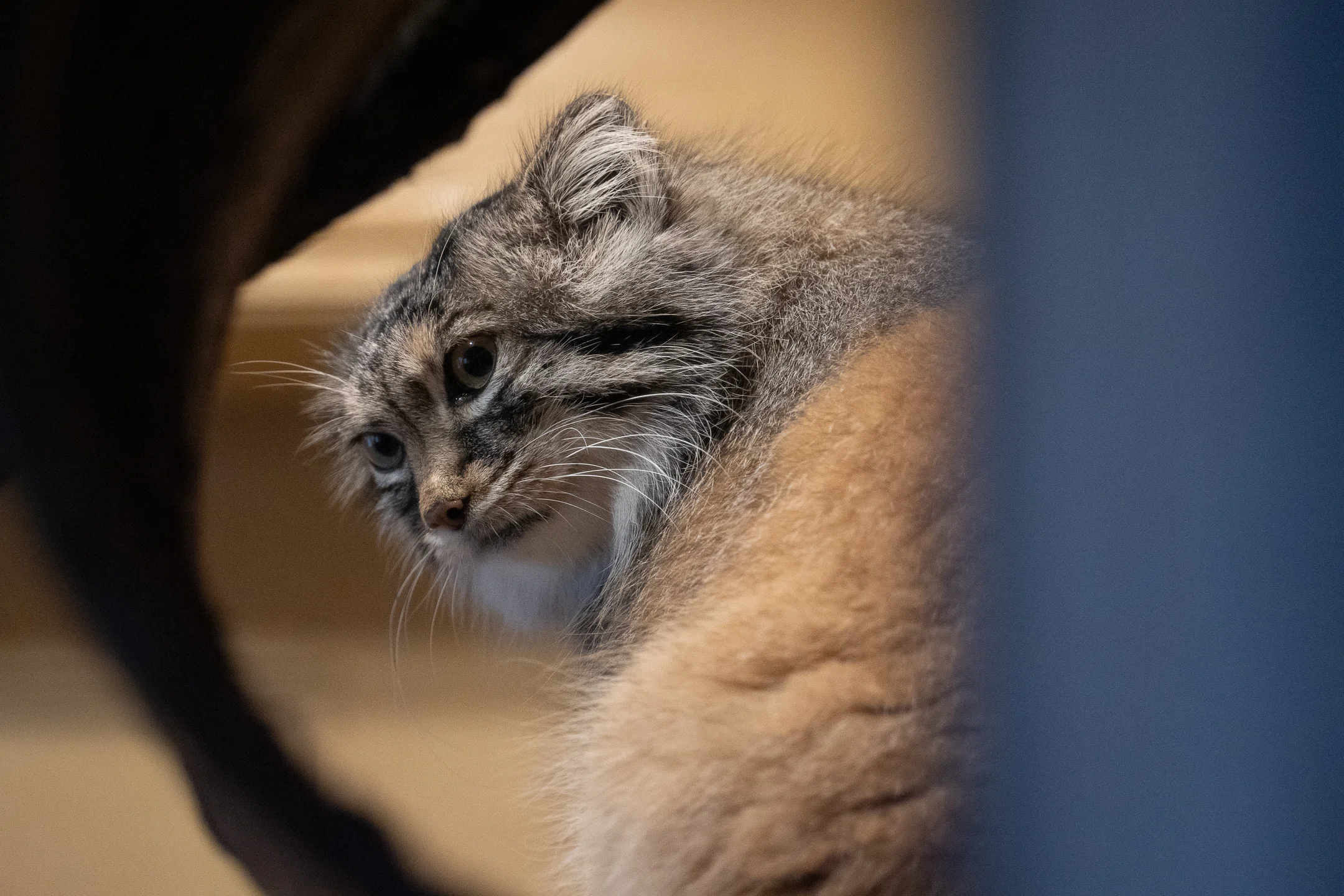 580一見不機嫌そう？「世界一モフモフな猫」マヌルネコ｜田賀谷浩