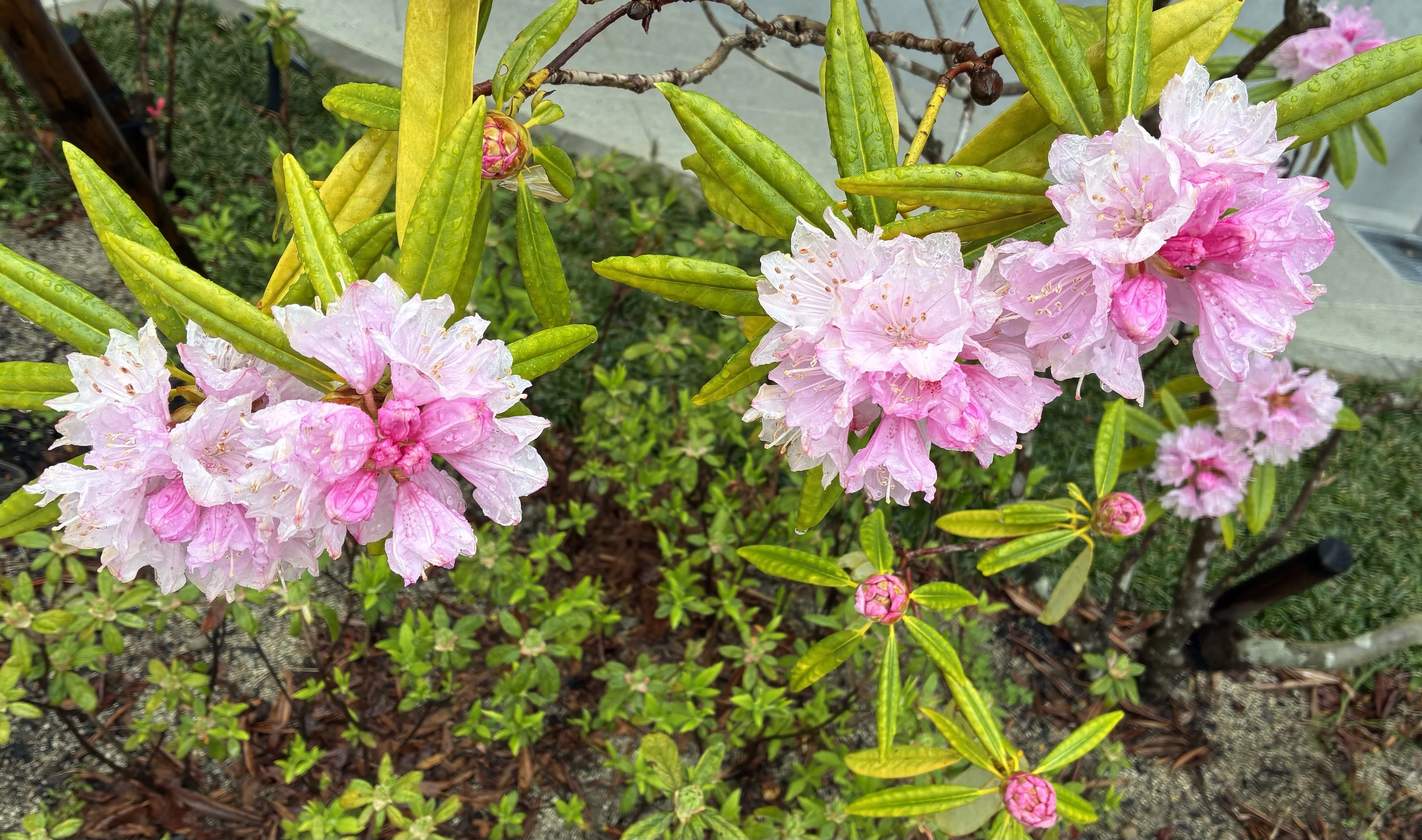 石楠花が咲き始めました🌸｜高野山法徳堂/空海と高野山の魅力を独自の
