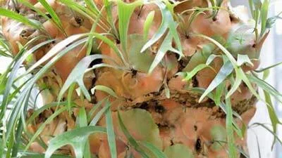 ビカクシダ（コウモリラン）原種18種の耐寒性｜lovely plants@note