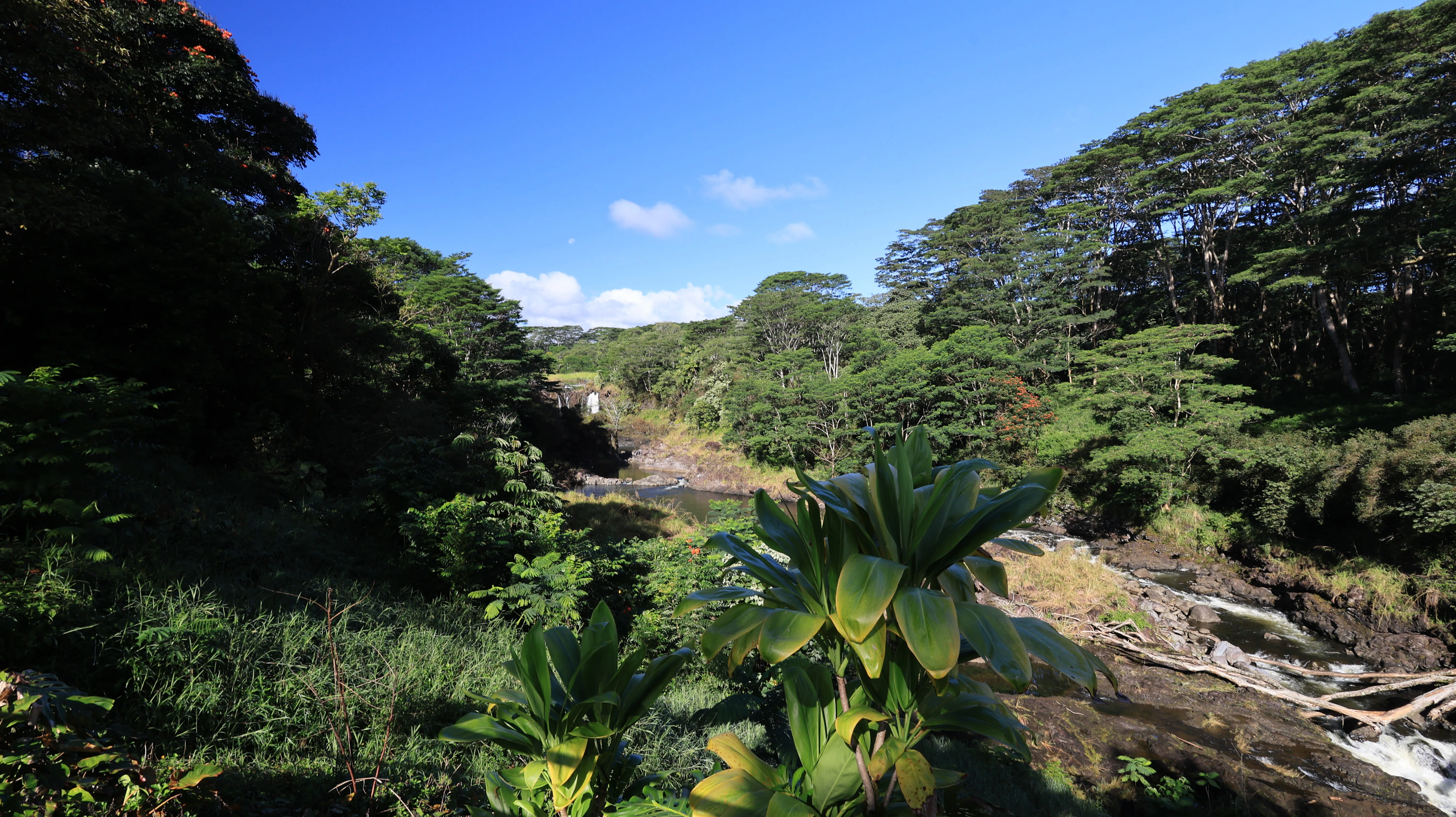 ハワイ島の秘境🌴】🌋溶岩がすべてを変えた場所へ｜入場料が必要に