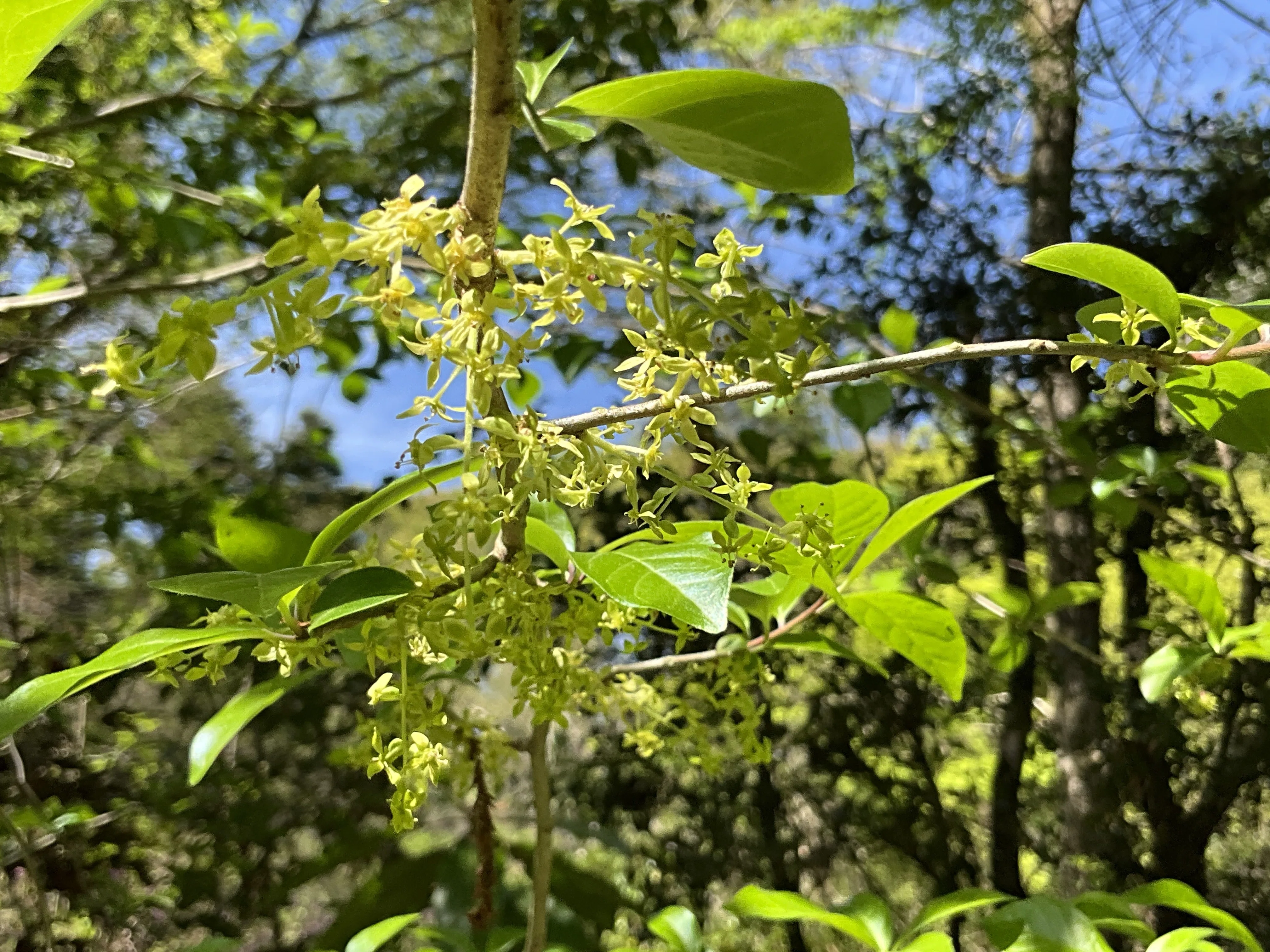 コクサギ（京都府立植物園）：2026年4月23日（木）｜藤井秀昭（『京都
