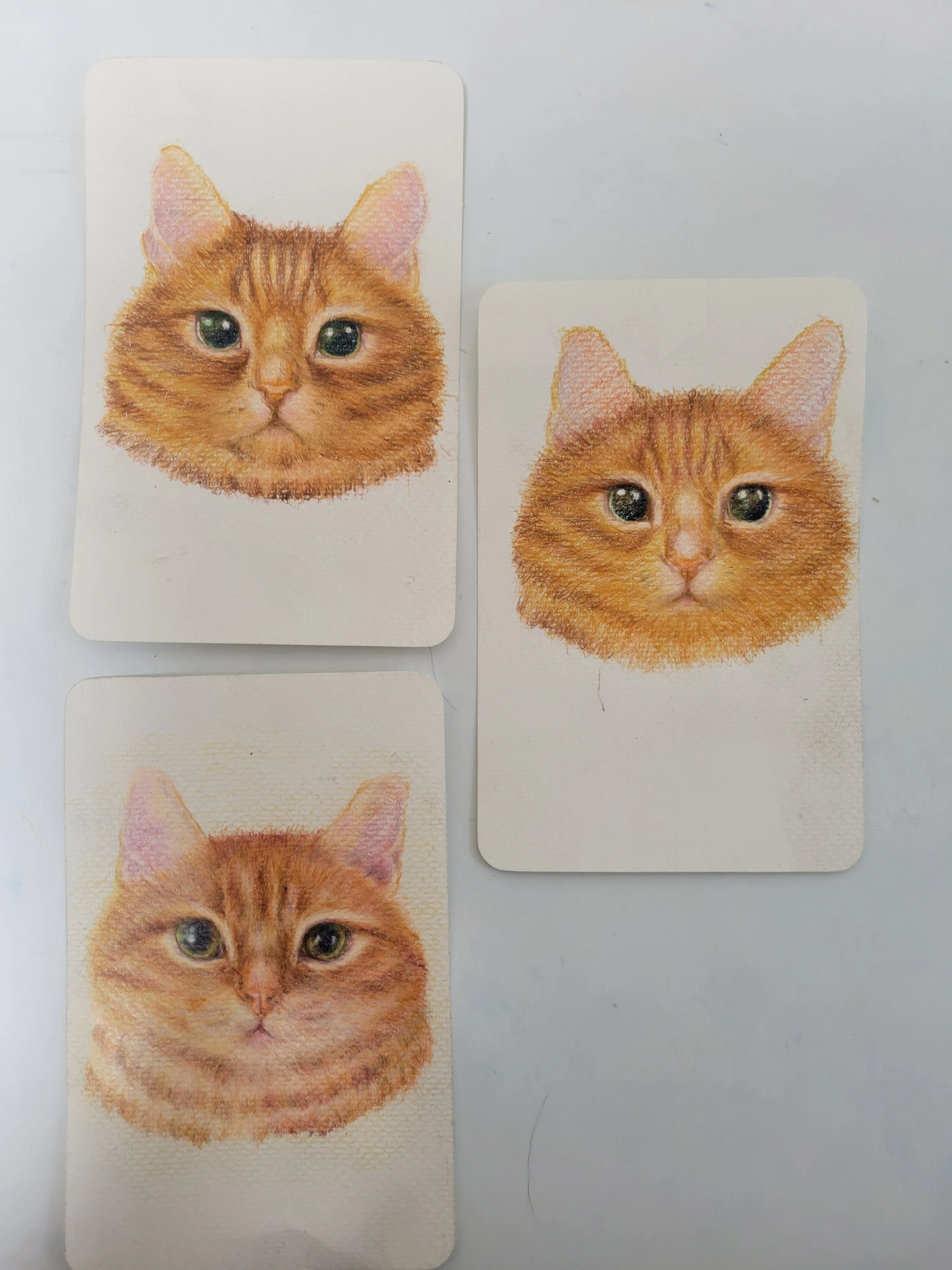 絵本制作裏側ノート 色鉛筆／茶トラ｜ ねこと5656(ゴロゴロ)