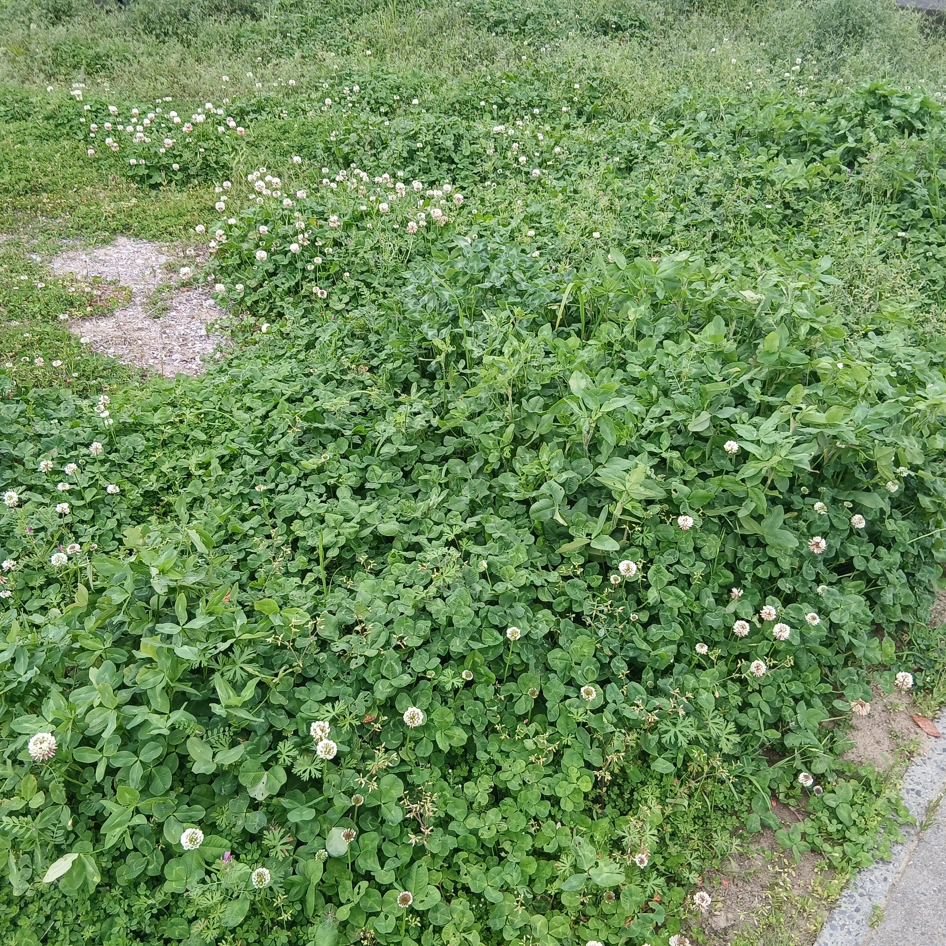 ゆっくり歩けば見つかる宝物。春の草花と水辺の風景」｜すずらん
