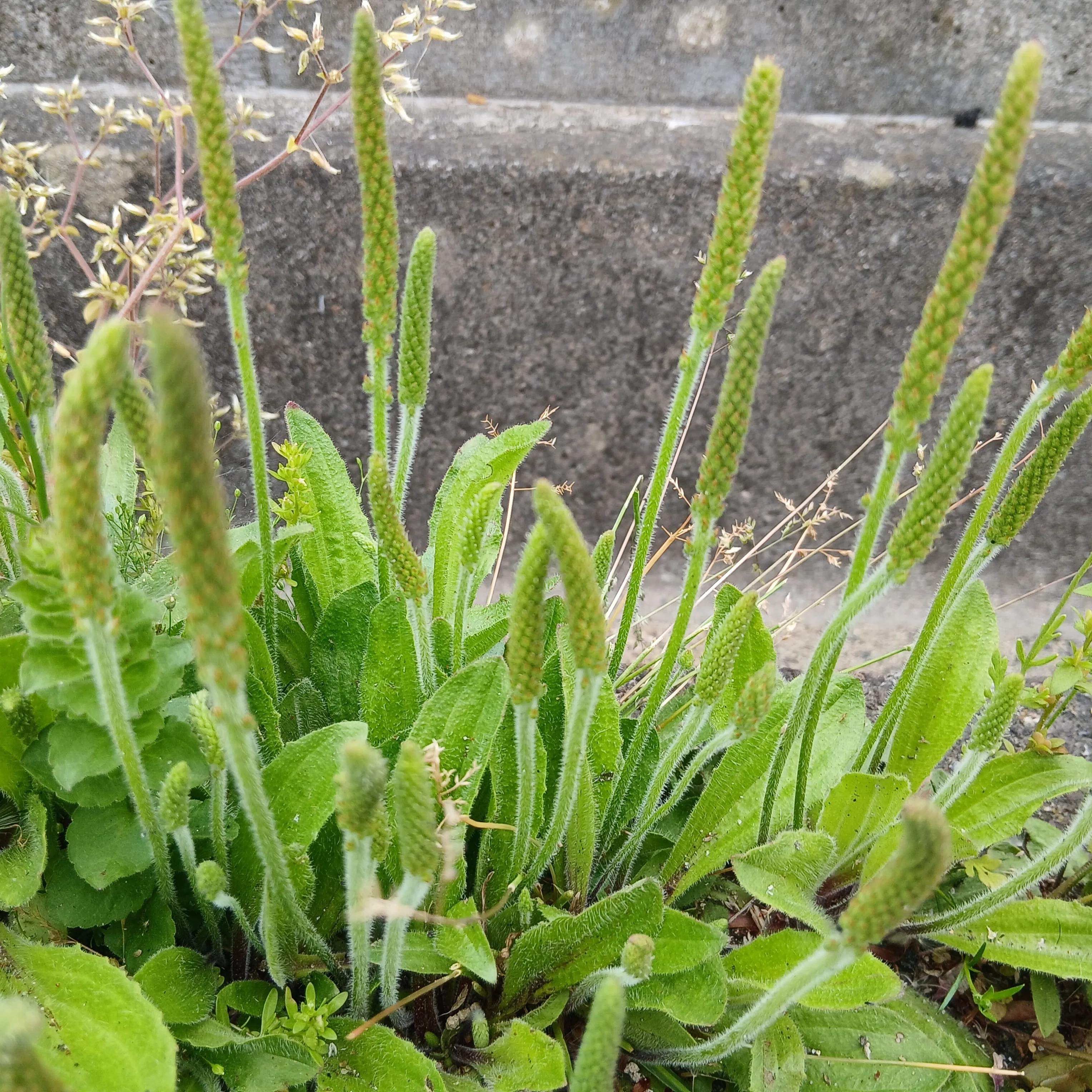 ゆっくり歩けば見つかる宝物。春の草花と水辺の風景」｜すずらん