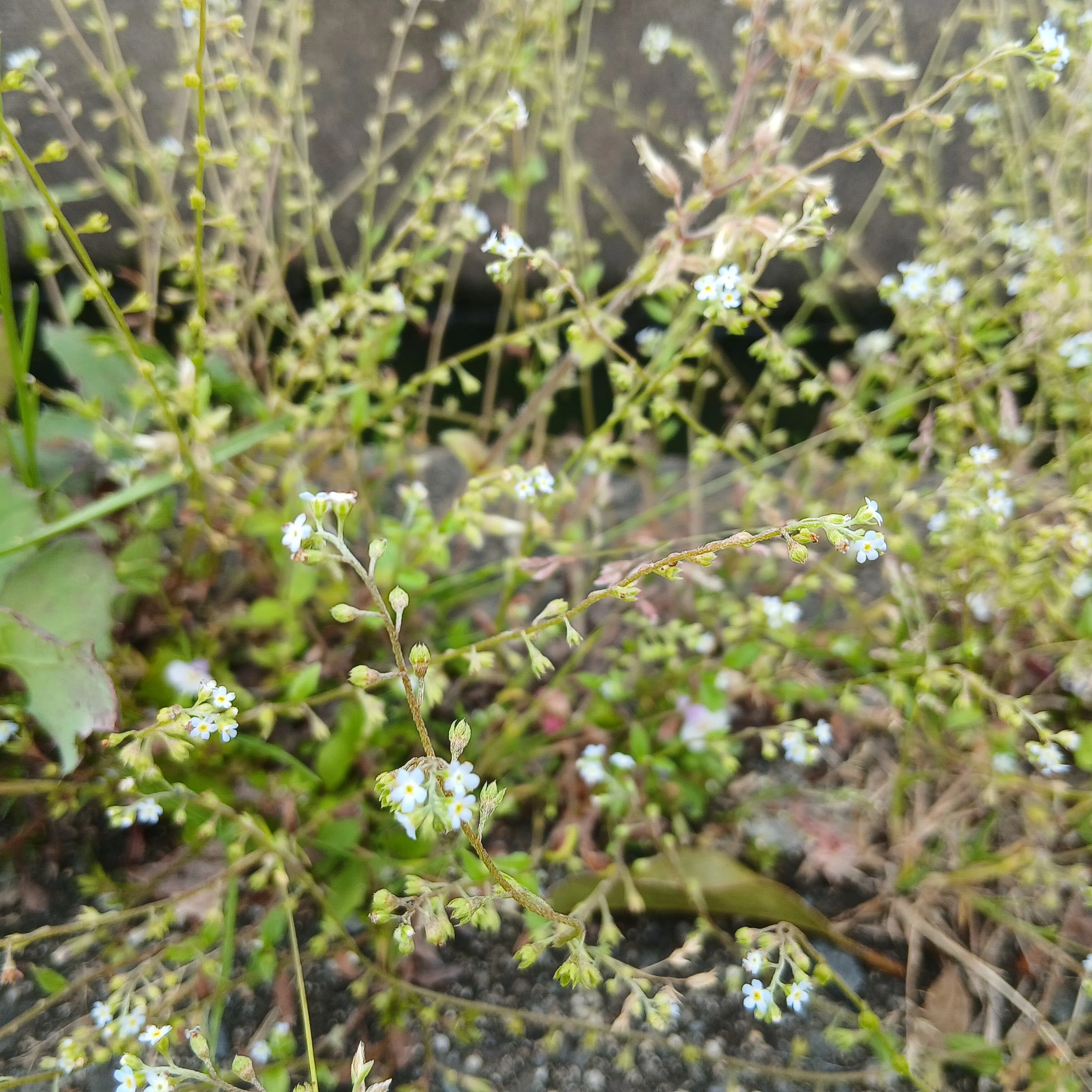 あつぼうさん専用です。七宝 草花紋 水滴 瀬戸 鉄釉印花文手付け水注 | 鶴田 純久の章 お話