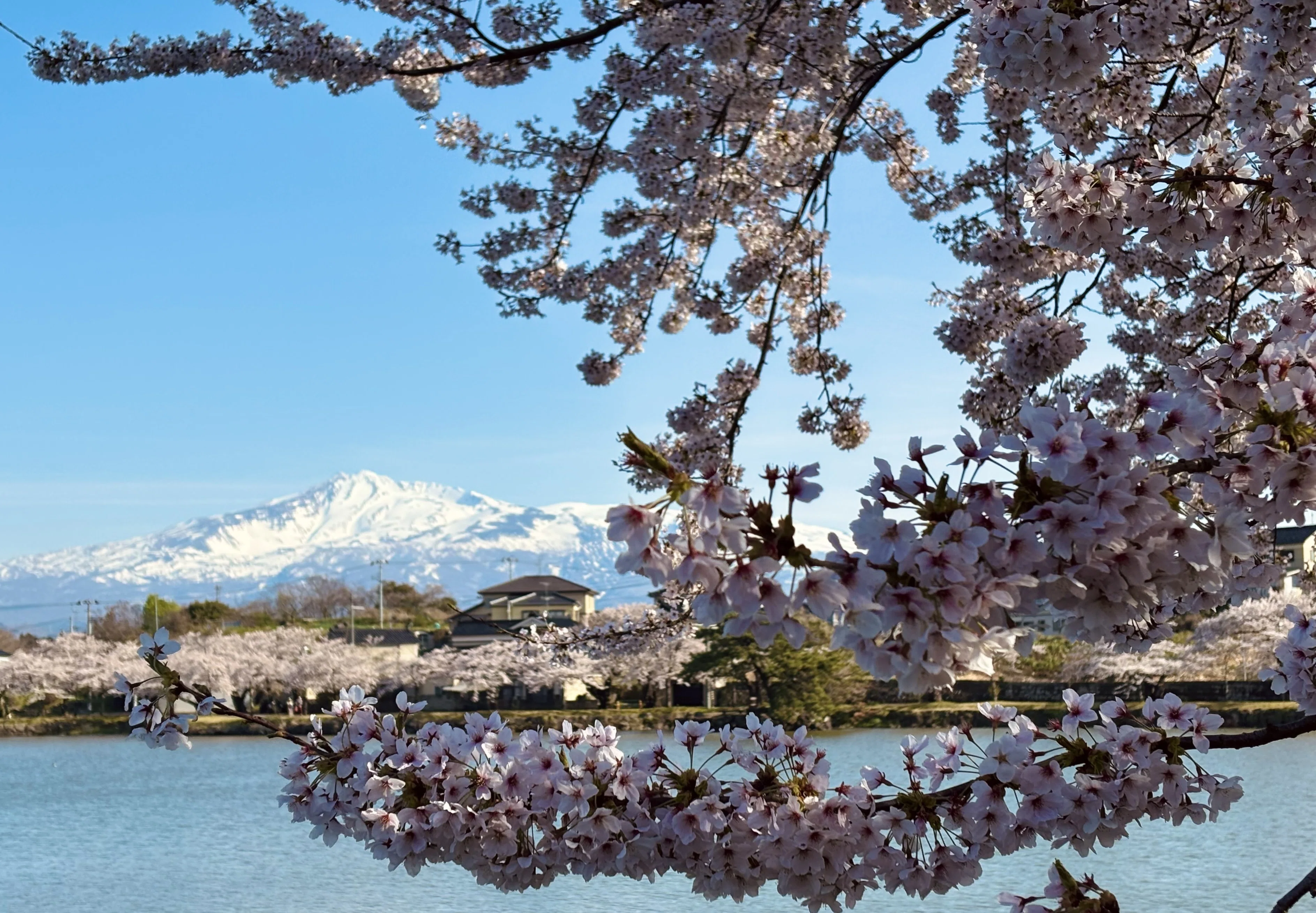 担当のお花見記録【秋田・2026年春】｜秋田銀行