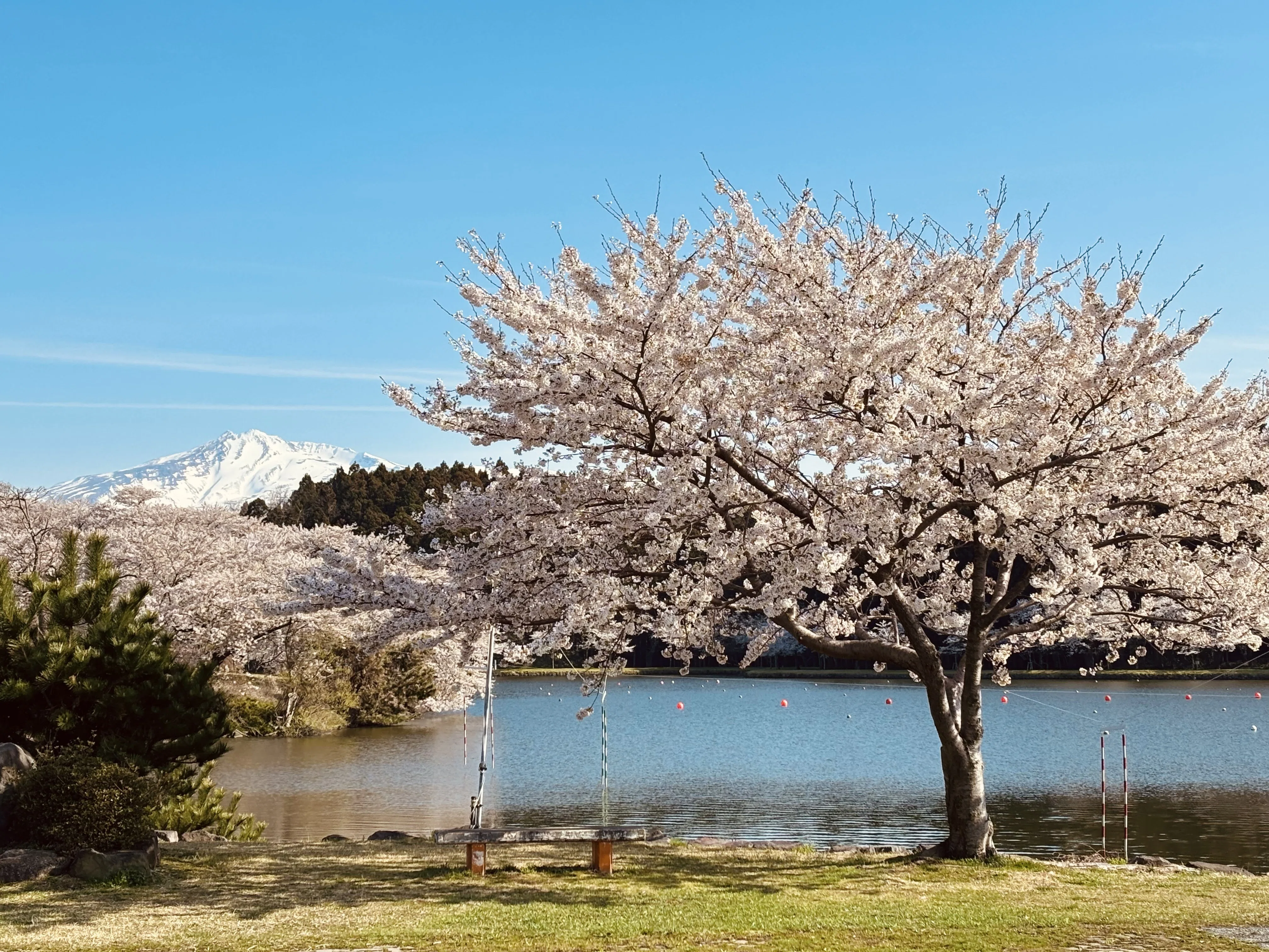 担当のお花見記録【秋田・2026年春】｜秋田銀行