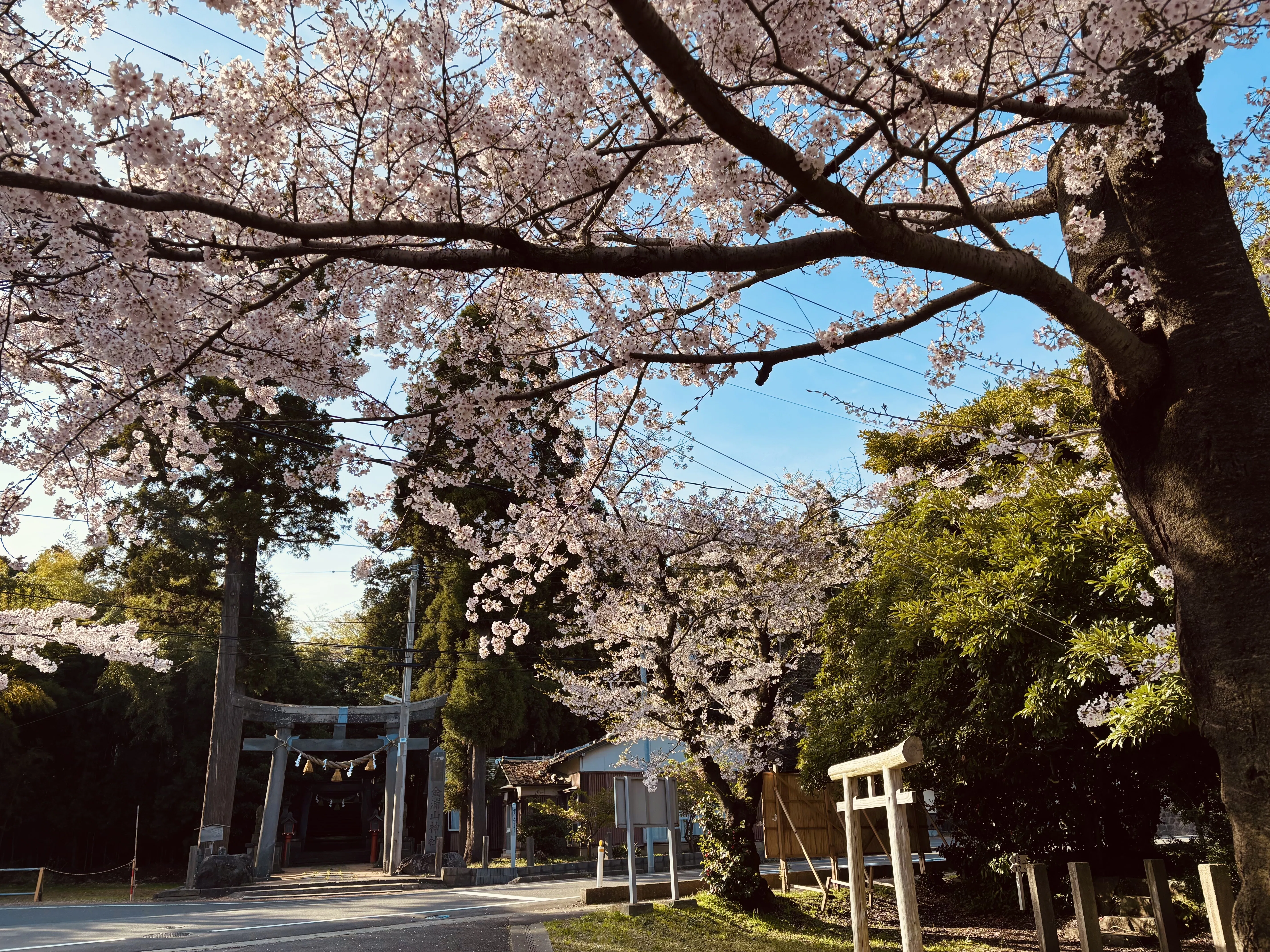 担当のお花見記録【秋田・2026年春】｜秋田銀行