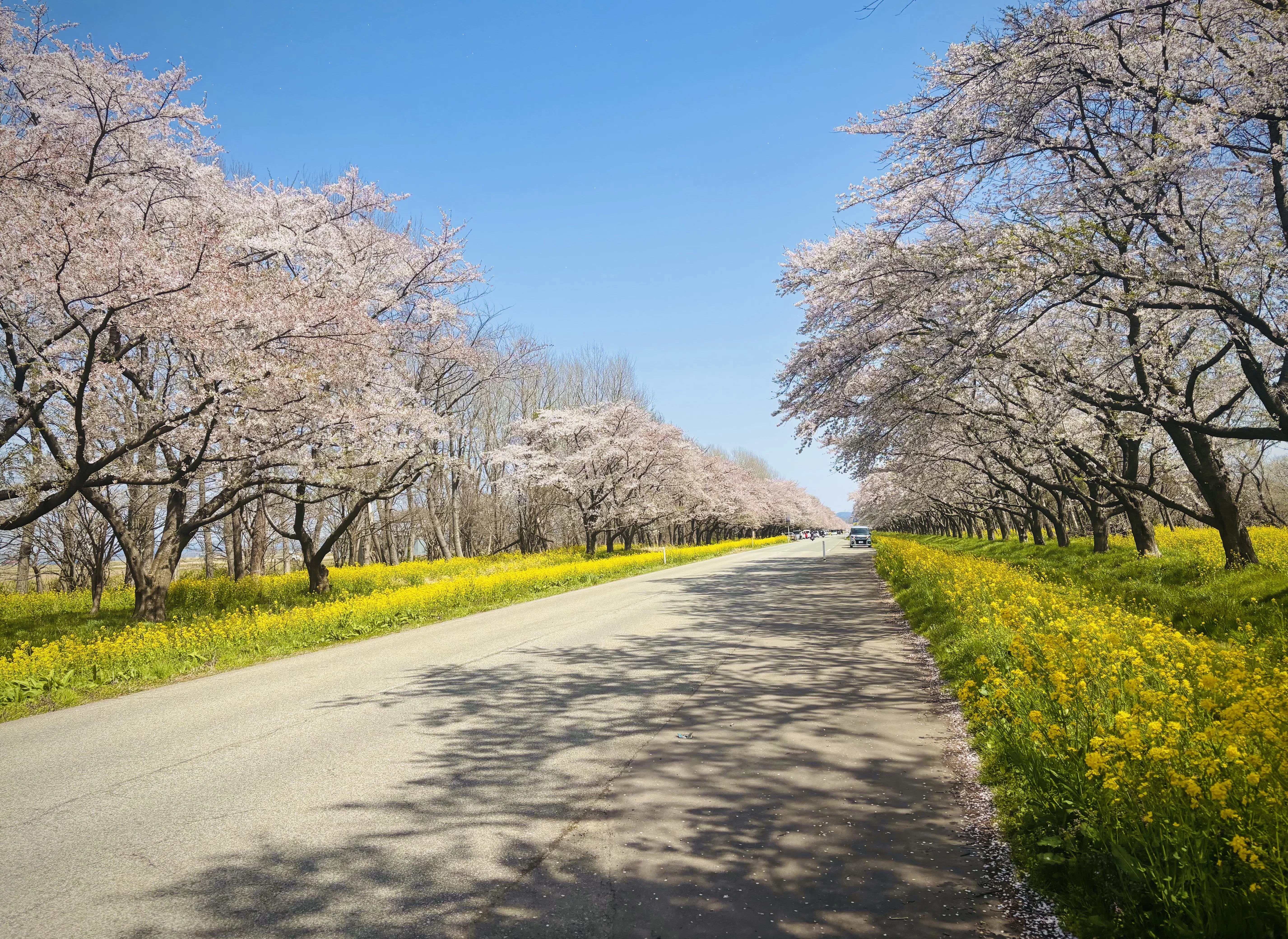 山田秋坪　花図　箱なし　MA910 担当のお花見記録【秋田・2026年春】｜秋田銀行