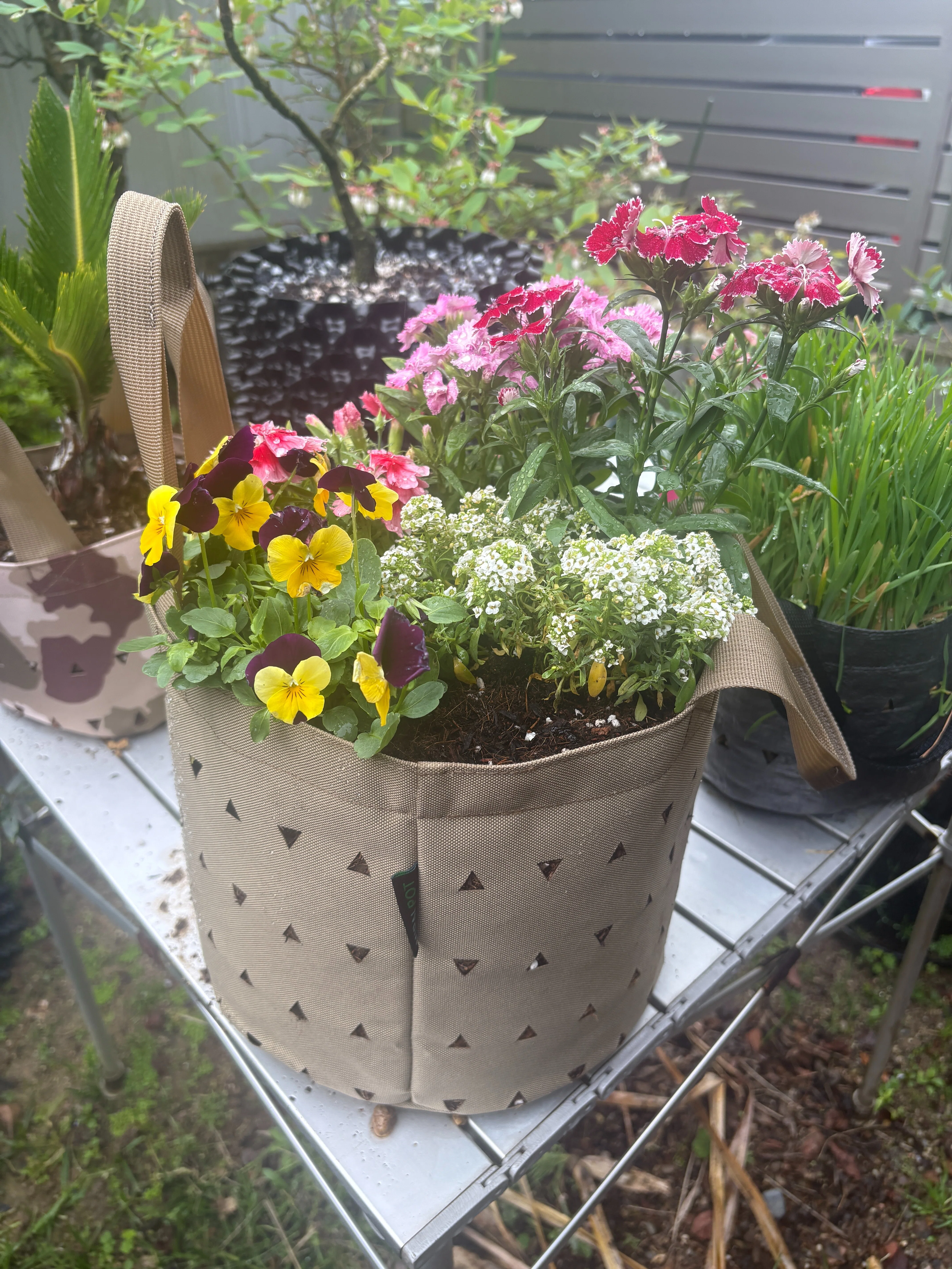初心者必見】失敗しない寄せ植えの作り方！プロが教える「3つの黄金