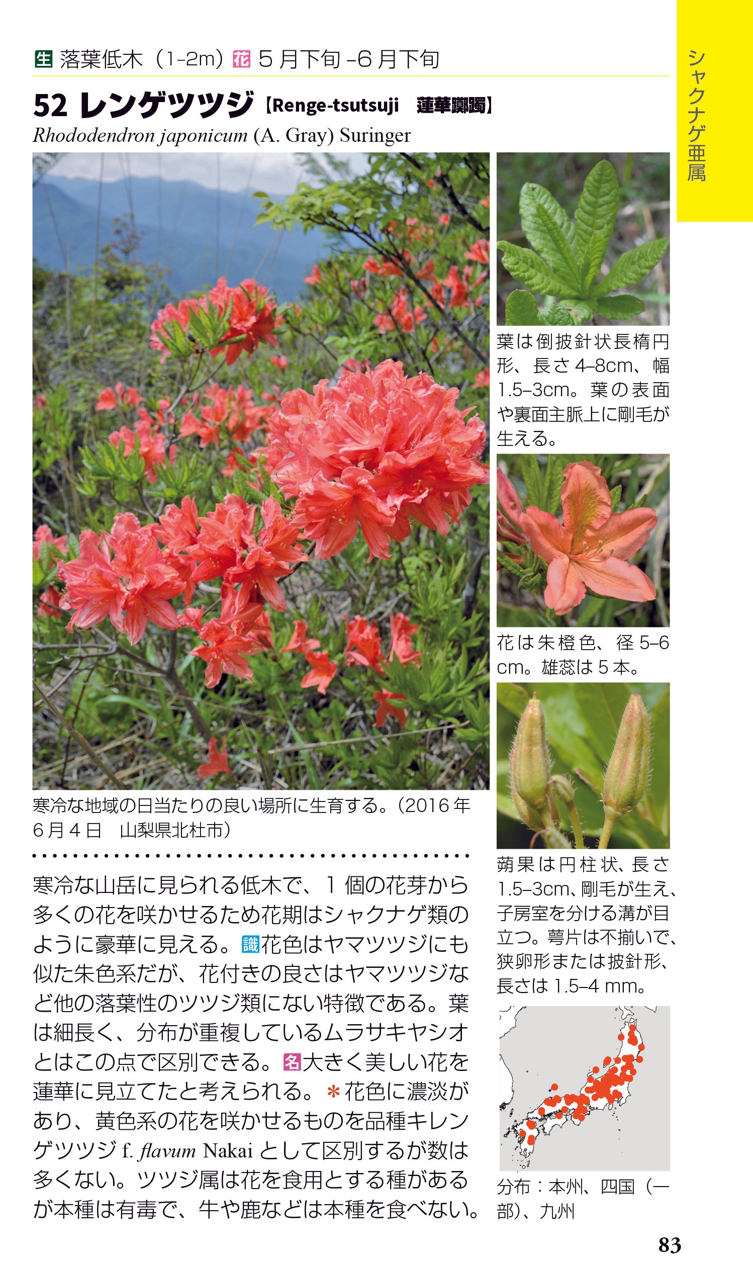 つつじ ページ ツツジの名前と毒の不思議｜ブンイチ（文一総合出版）