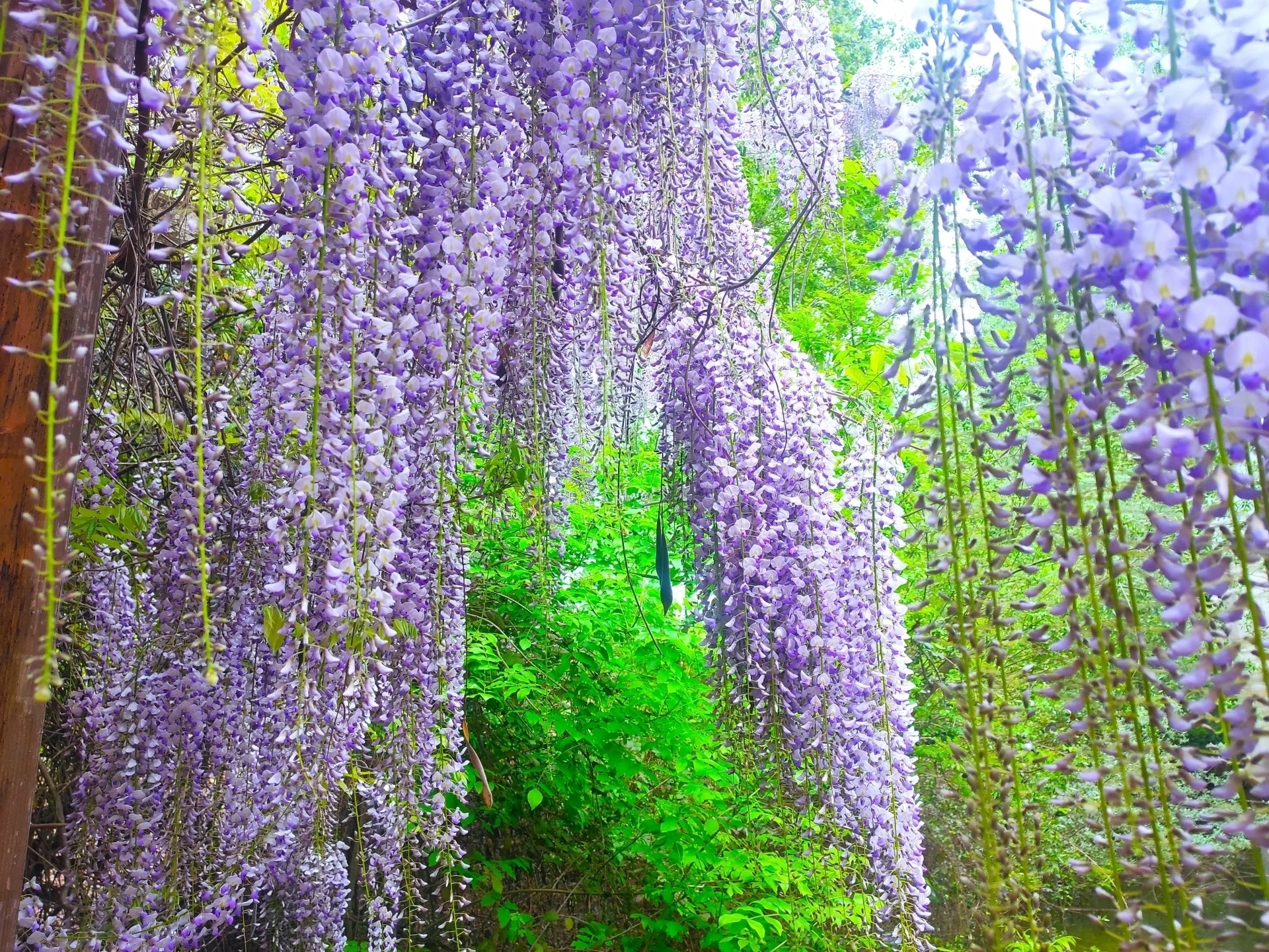 Wisteria flowers, such a sweet scent. But wait, you can't eat them!?ichirin