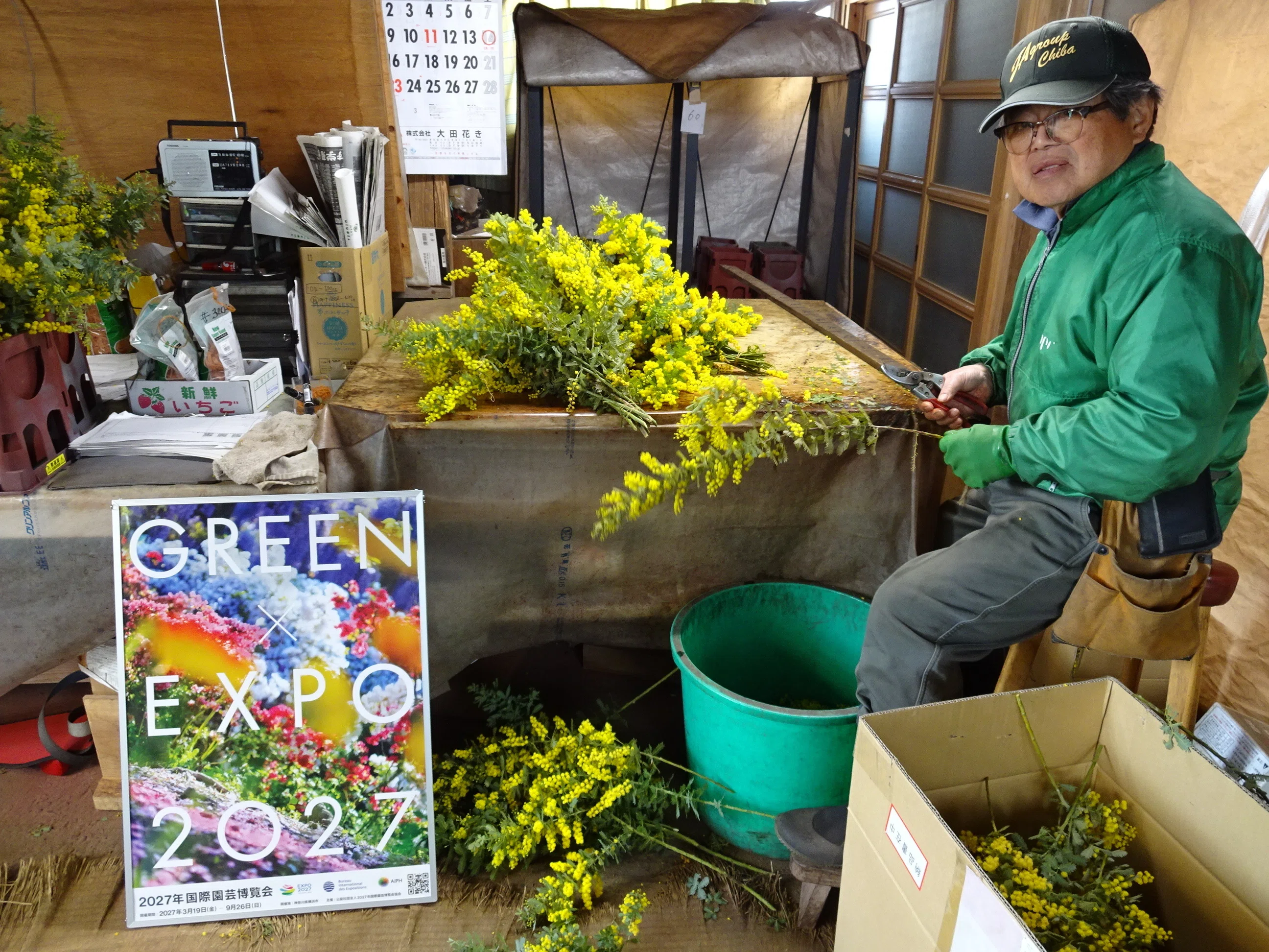 花き農家取材】千葉県君津市で進むミモザの産地づくり｜農林水産省