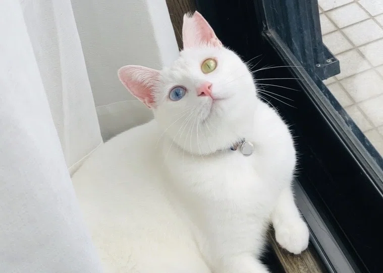 オッドアイの白猫と、はじめての生活。｜ねこよは｜ねこと余白。