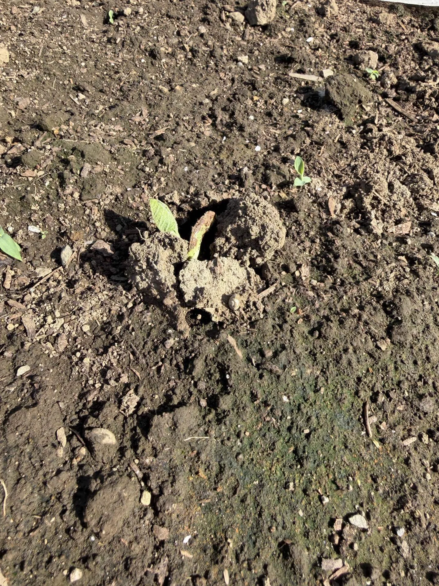 家庭菜園 大豆の芽が出た4月第3週｜KEI