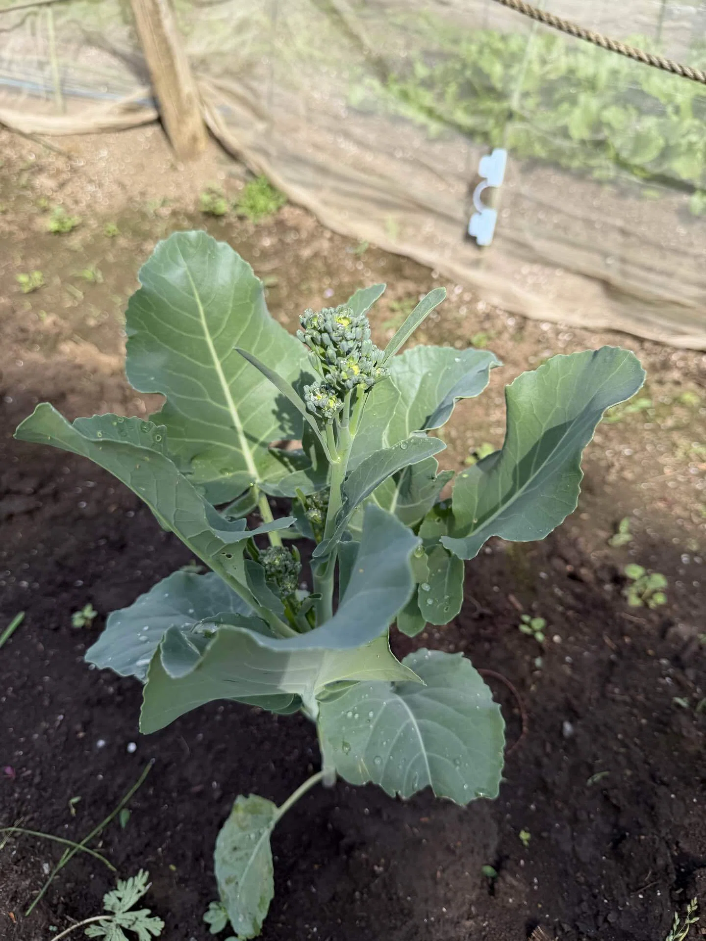 家庭菜園 大豆の芽が出た4月第3週｜KEI