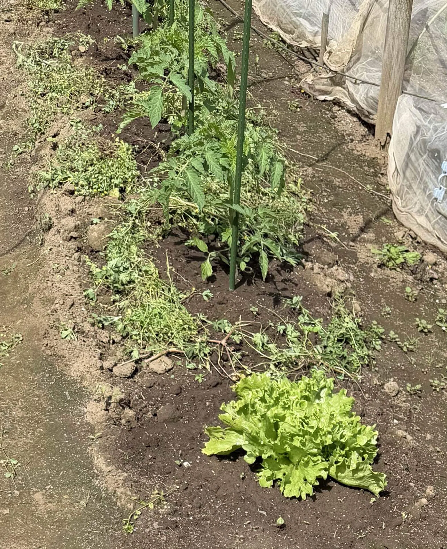 家庭菜園 大豆の芽が出た4月第3週｜KEI