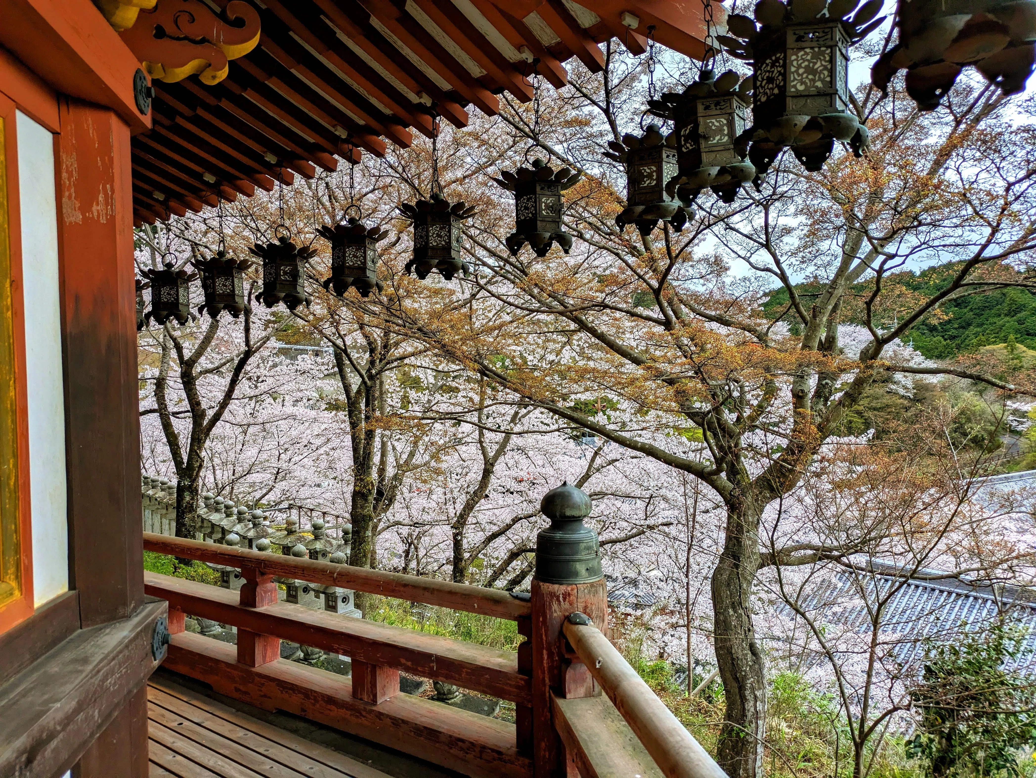 吉野山の桜とさくら大仏｜渋滞を避けて楽しむひとつの方法｜慶鹿：Keika