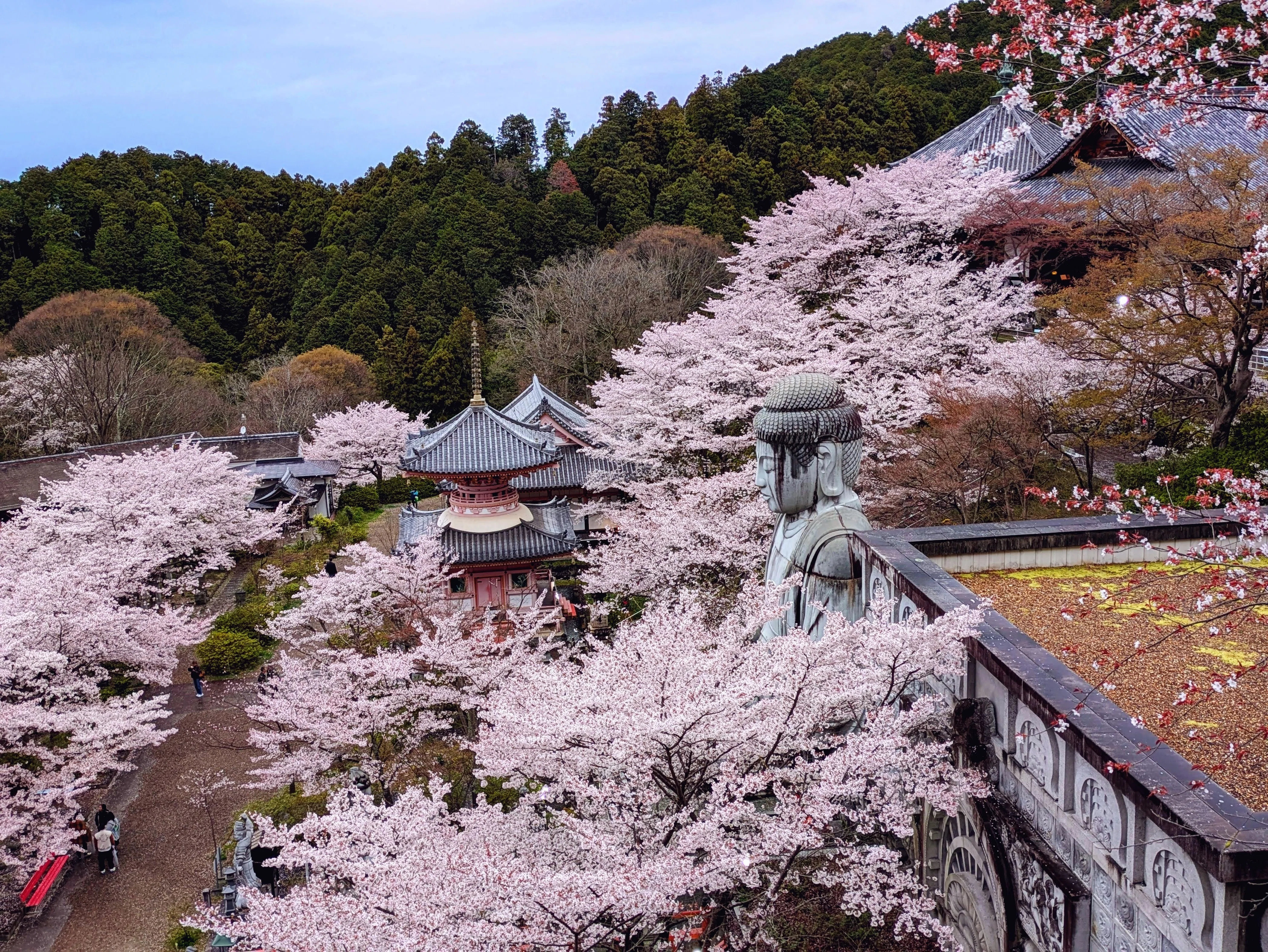 吉野山の桜とさくら大仏｜渋滞を避けて楽しむひとつの方法｜慶鹿：Keika