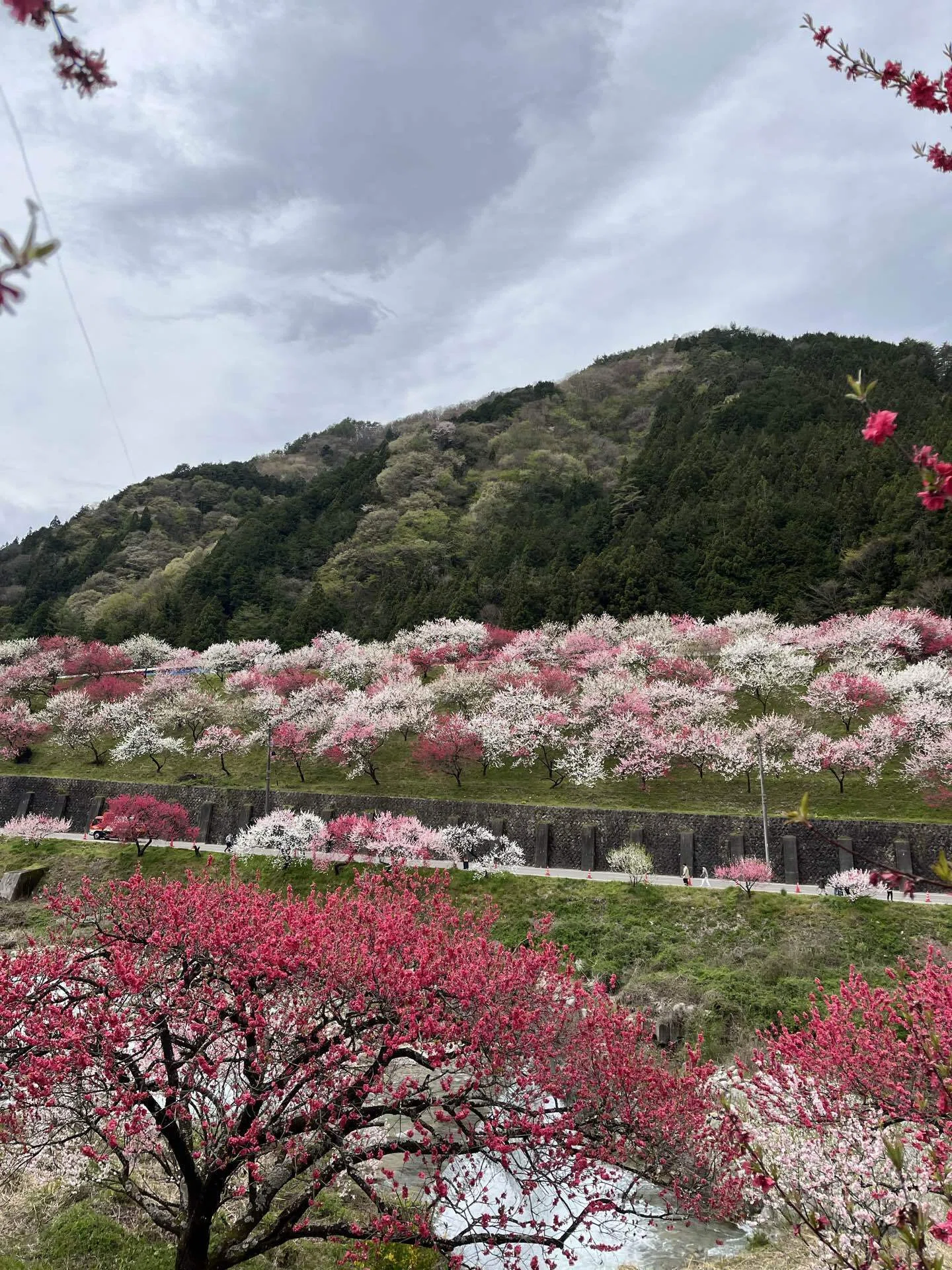 桃源郷を目指して｜路傍いしころ