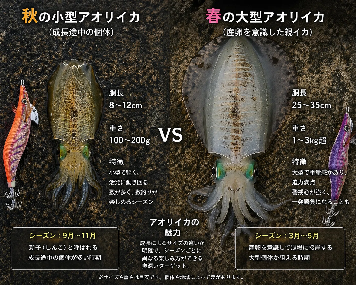 春のアオリイカは、別の生き物だ。｜FISHING EXTRA