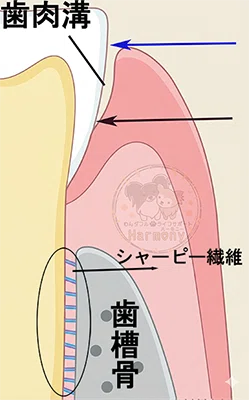 歯肉溝と歯槽骨、シャーピー繊維の位置を表した画像